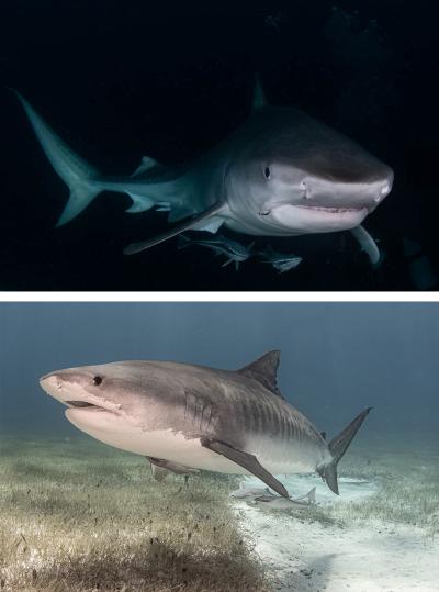 Tiger shark images by Gary Rose