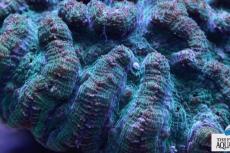 The ridged cactus coral, relatively uncommon but striking in its beauty, had reproduced in a lab for what the aquarium says is the first time.