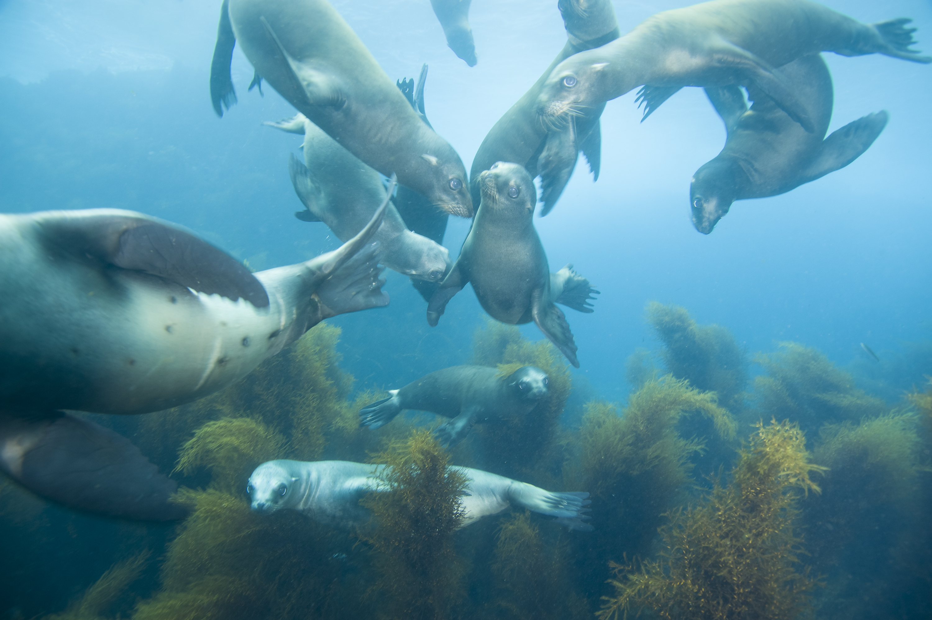 California sea lions at Coronado Islands, Mexico, by Matthew Meier