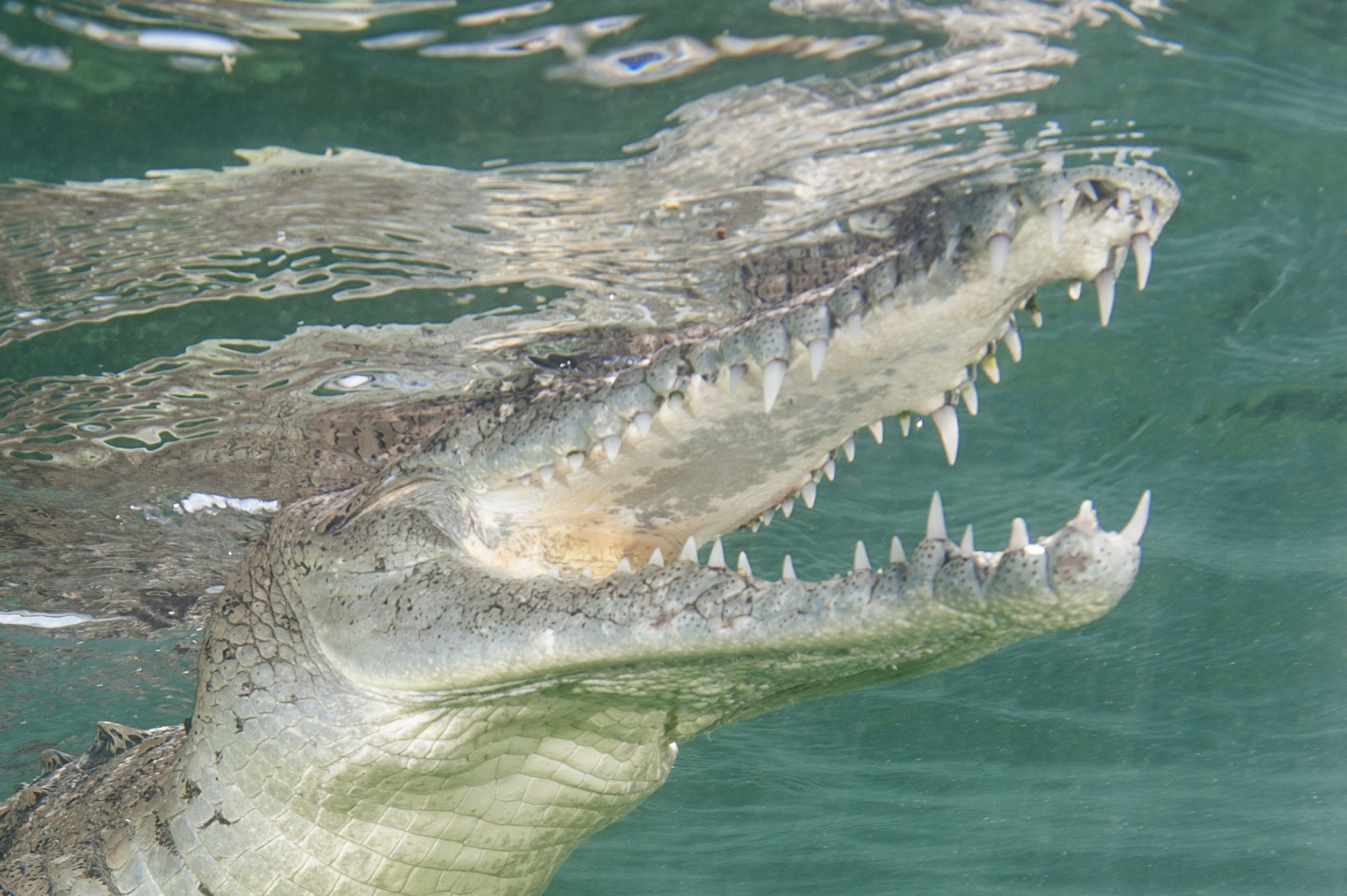American crocodile, Garden of the Queen, Cuba. Photo by Matthew Meier