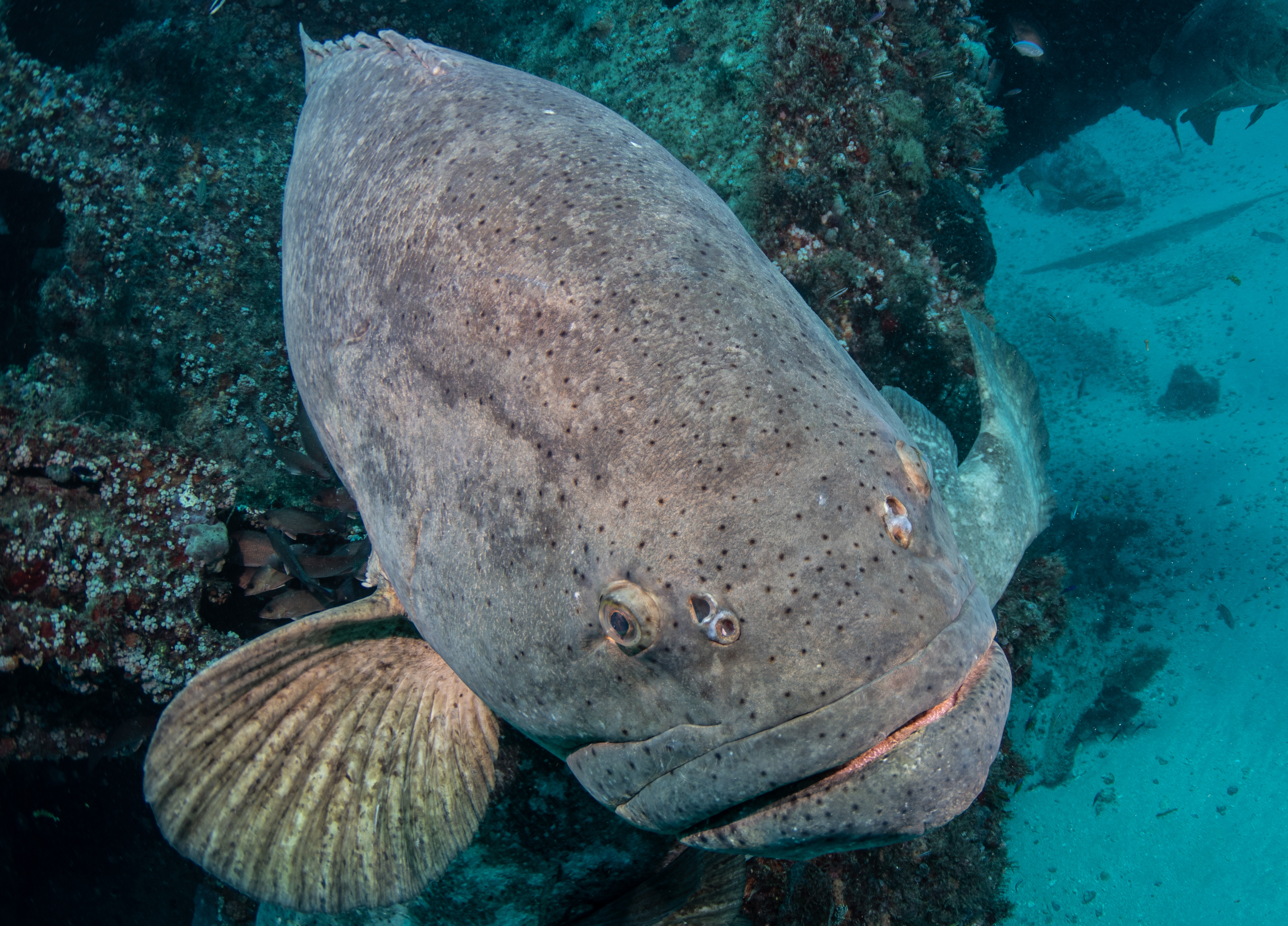 Goliath grouper, Wreck Trek, Jupiter, FL, USA. Photo by Gary Rose, MD
