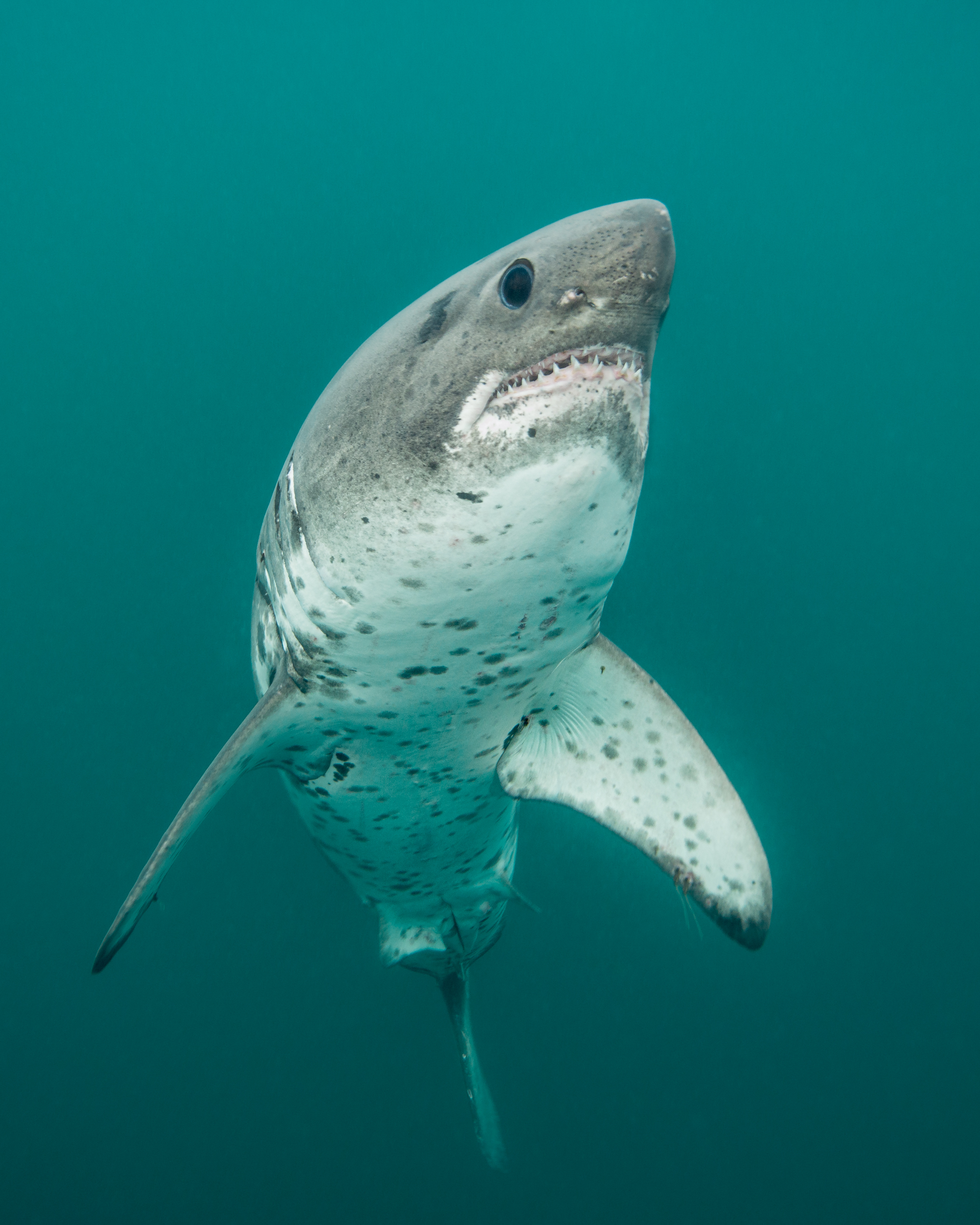 Salmon shark, Alaska. Photo by Ron Watkins
