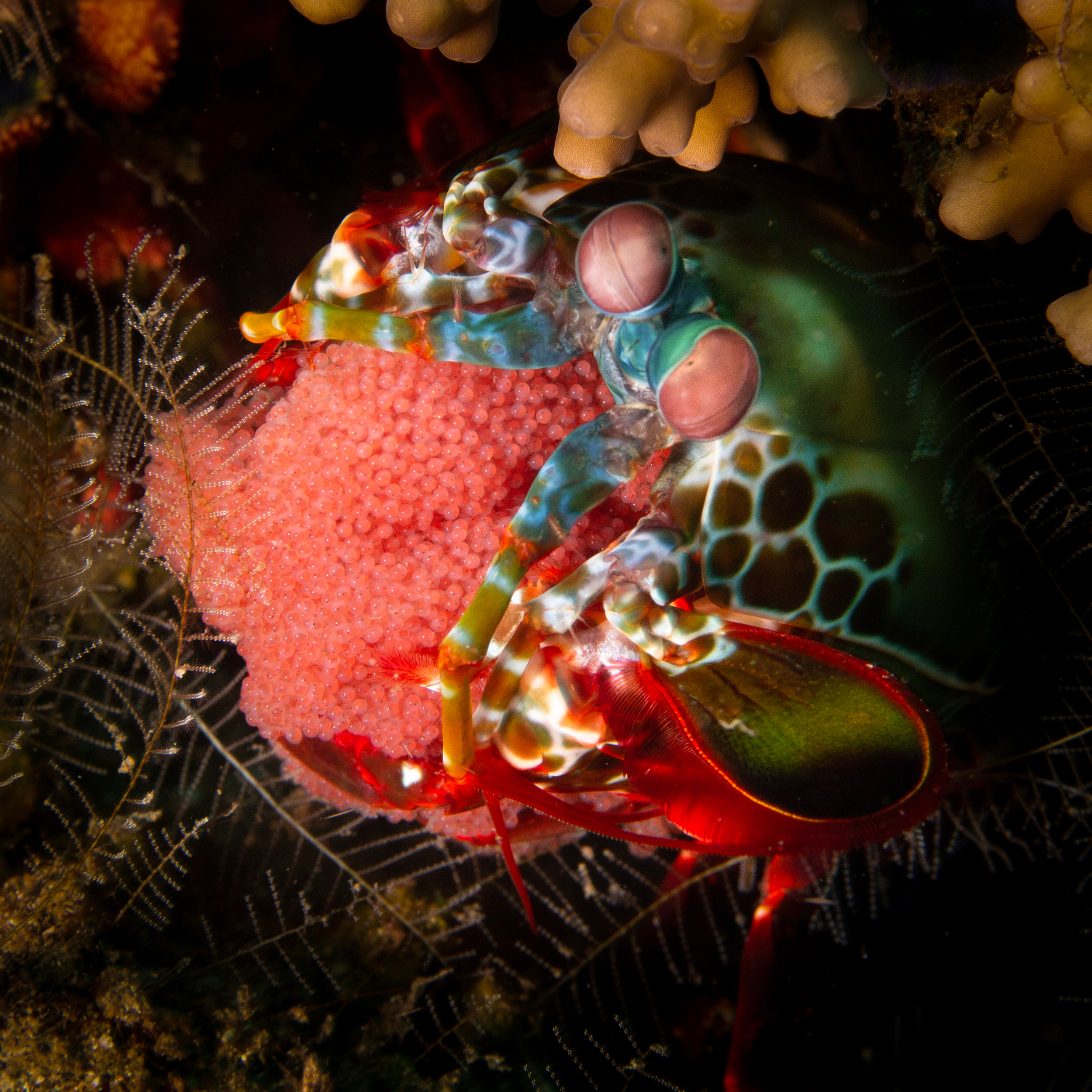 Mantis shrimp, by John Ares