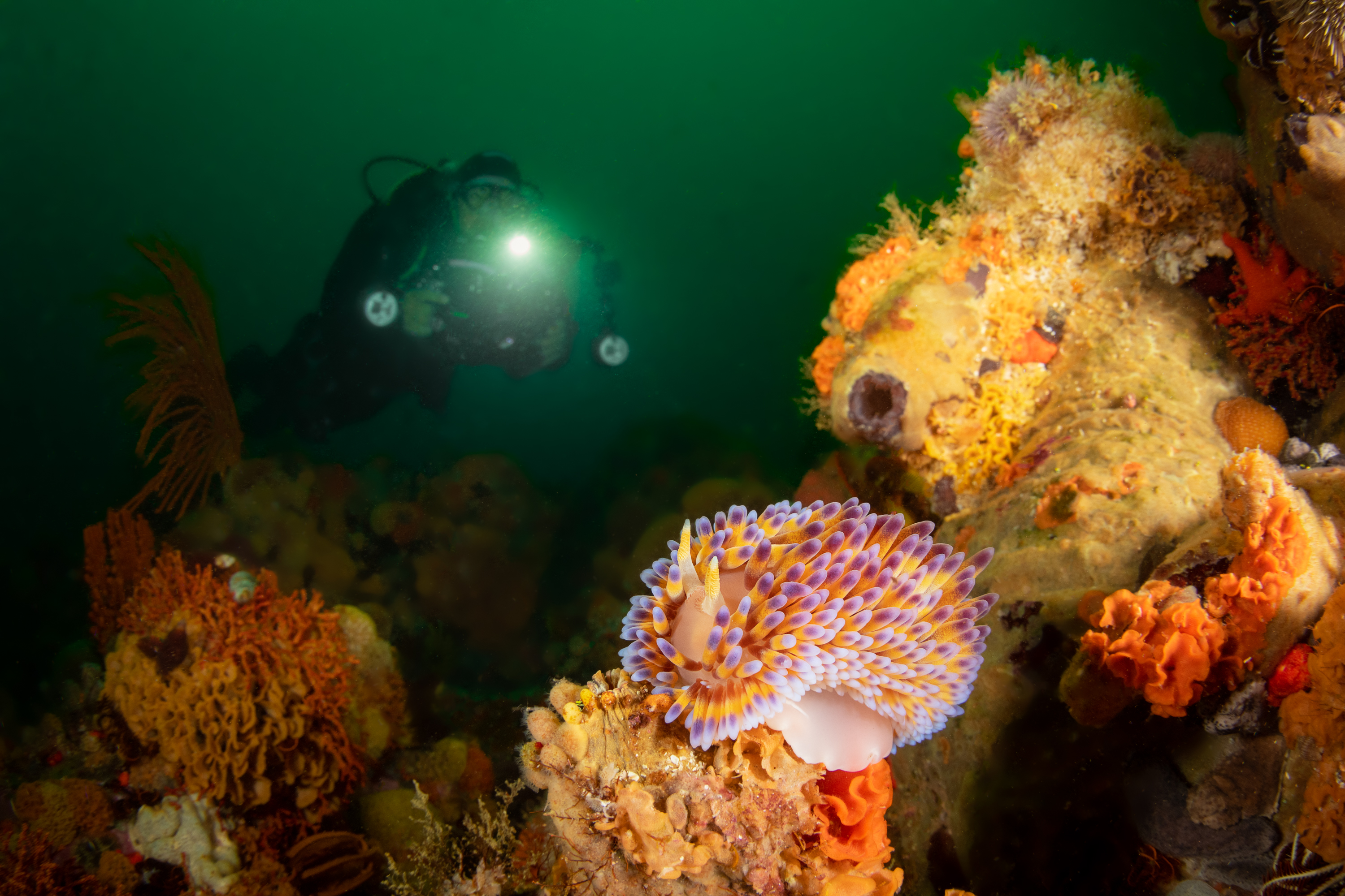 Gasflame nudibranch, Whittle Rock, Simon’s Town, False Bay. Photo by Kate Jonker