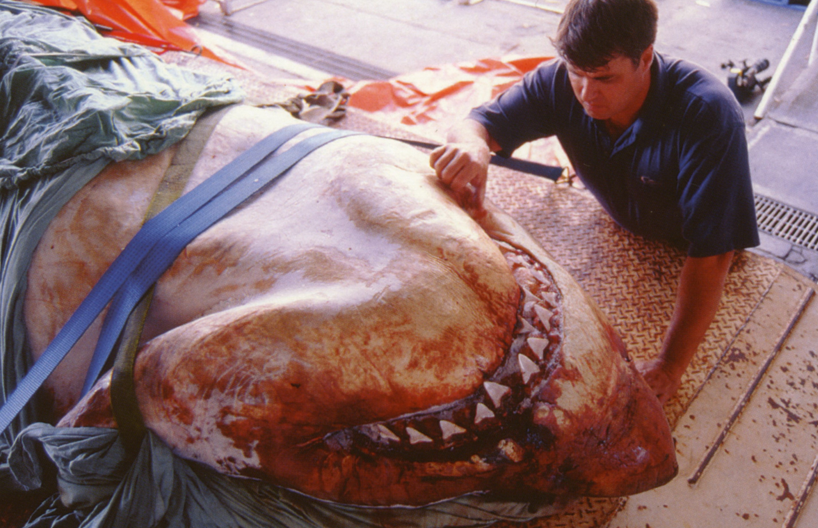 Andrew Fox examining a dead great white shark. Photo courtesy of Andrew Fox