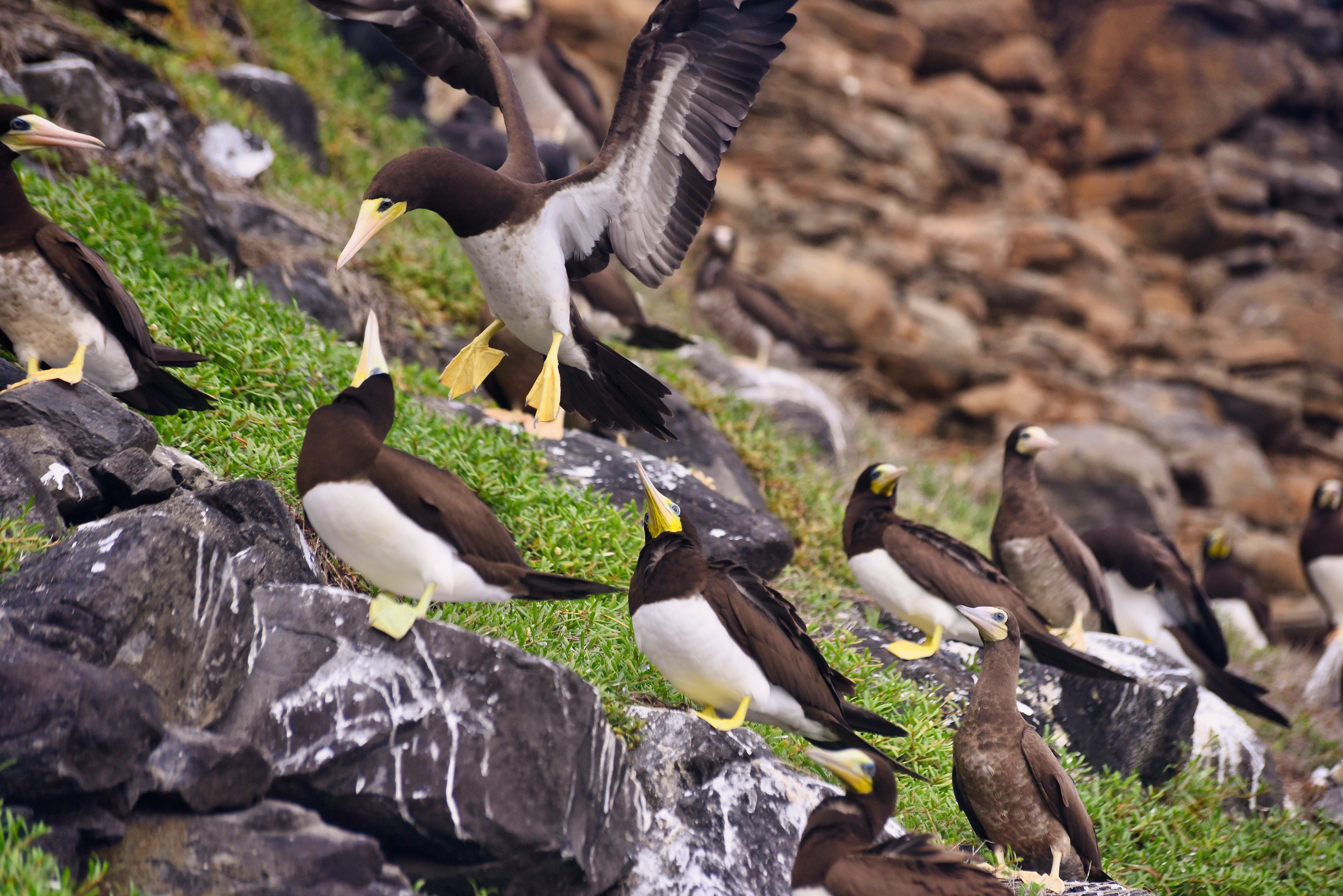 Brown booby colony at Caieiras Beach. Photo by Pierre Constant