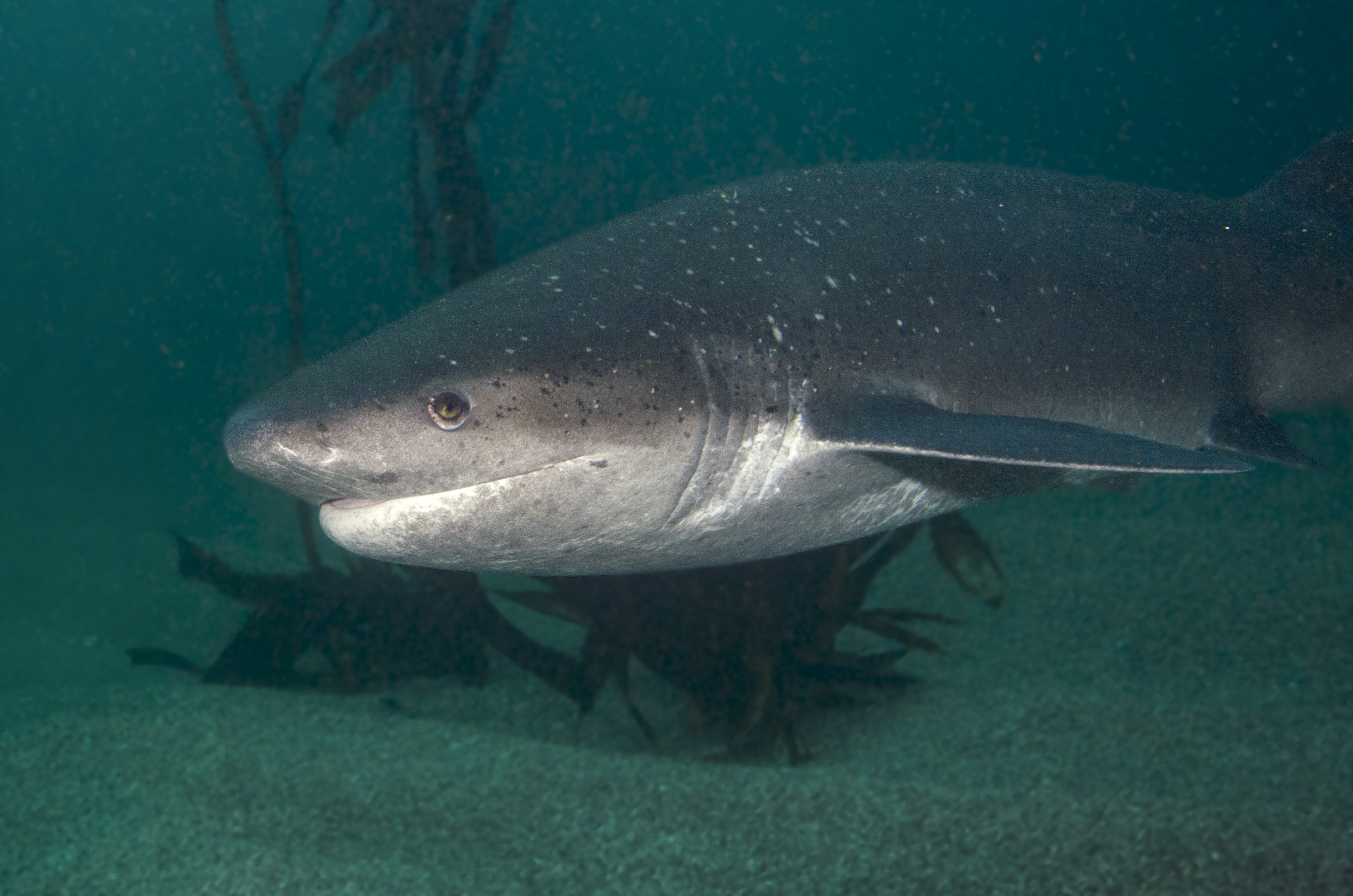Broadnose sevengill cow shark, Miller's Point, South Africa. Photo by Scott Bennett