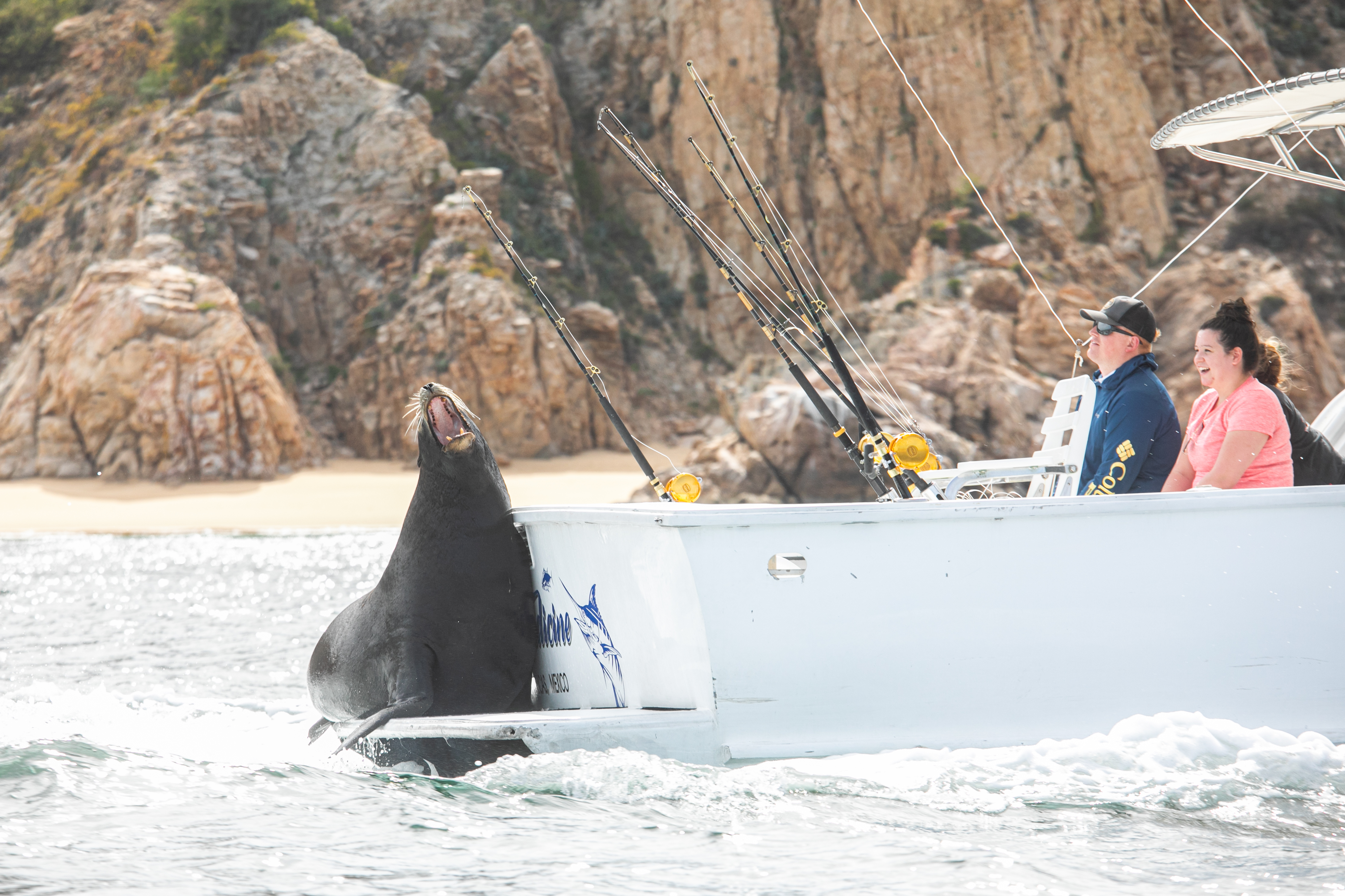 Sea lion on back of fishing boat near Cabo San Lucas. Photo by Kate Holt