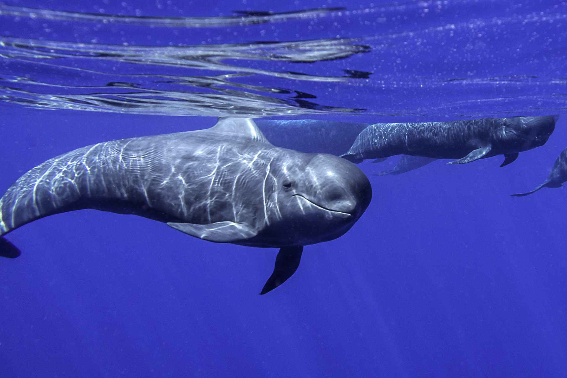 Pilot whale calf, Tenerife, Canary Islands. Photo by Claudia Weber-Gebert
