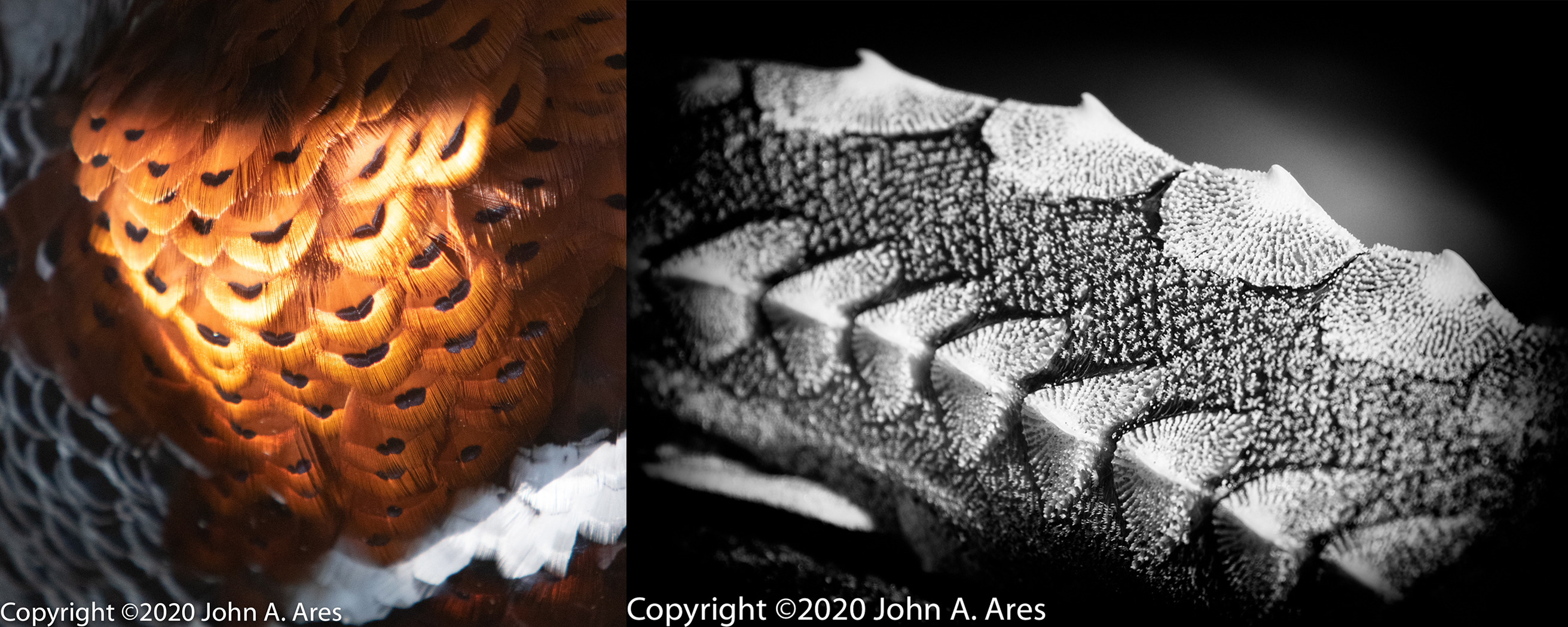 Comparison I by John Ares