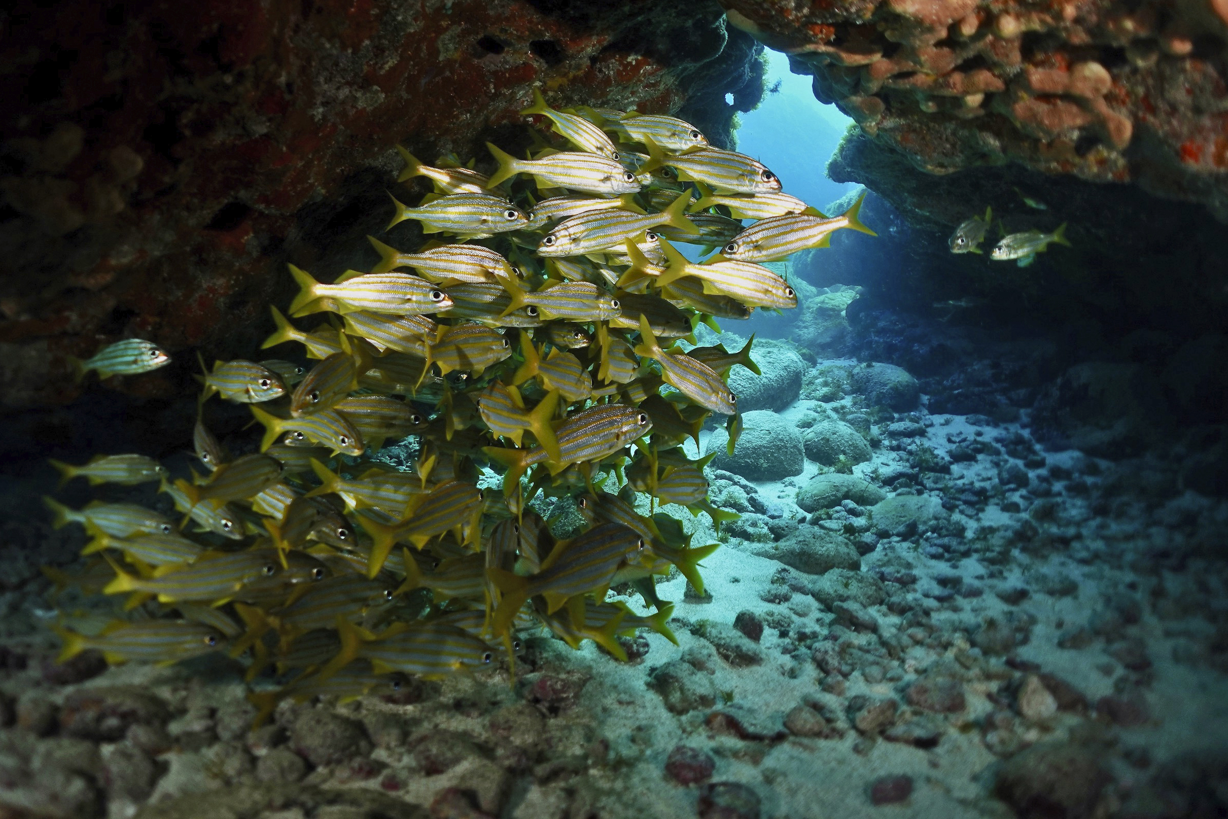 Yellowstripe grunts in a cave at  Ilha do Meio. Photo by Pierre Constant