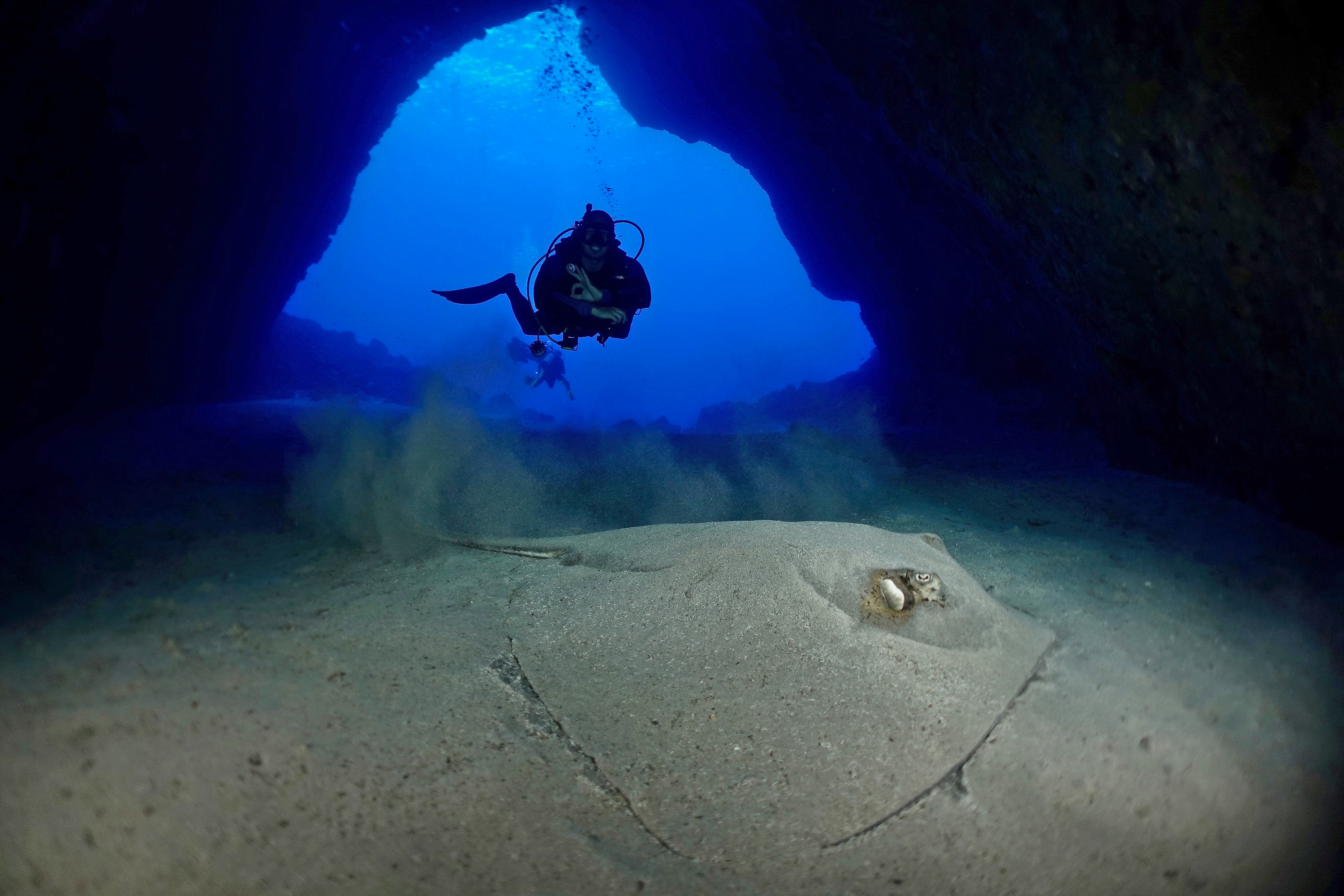 Diver with southern stingray in Caverna da Sapata. Photo by Pierre Constant