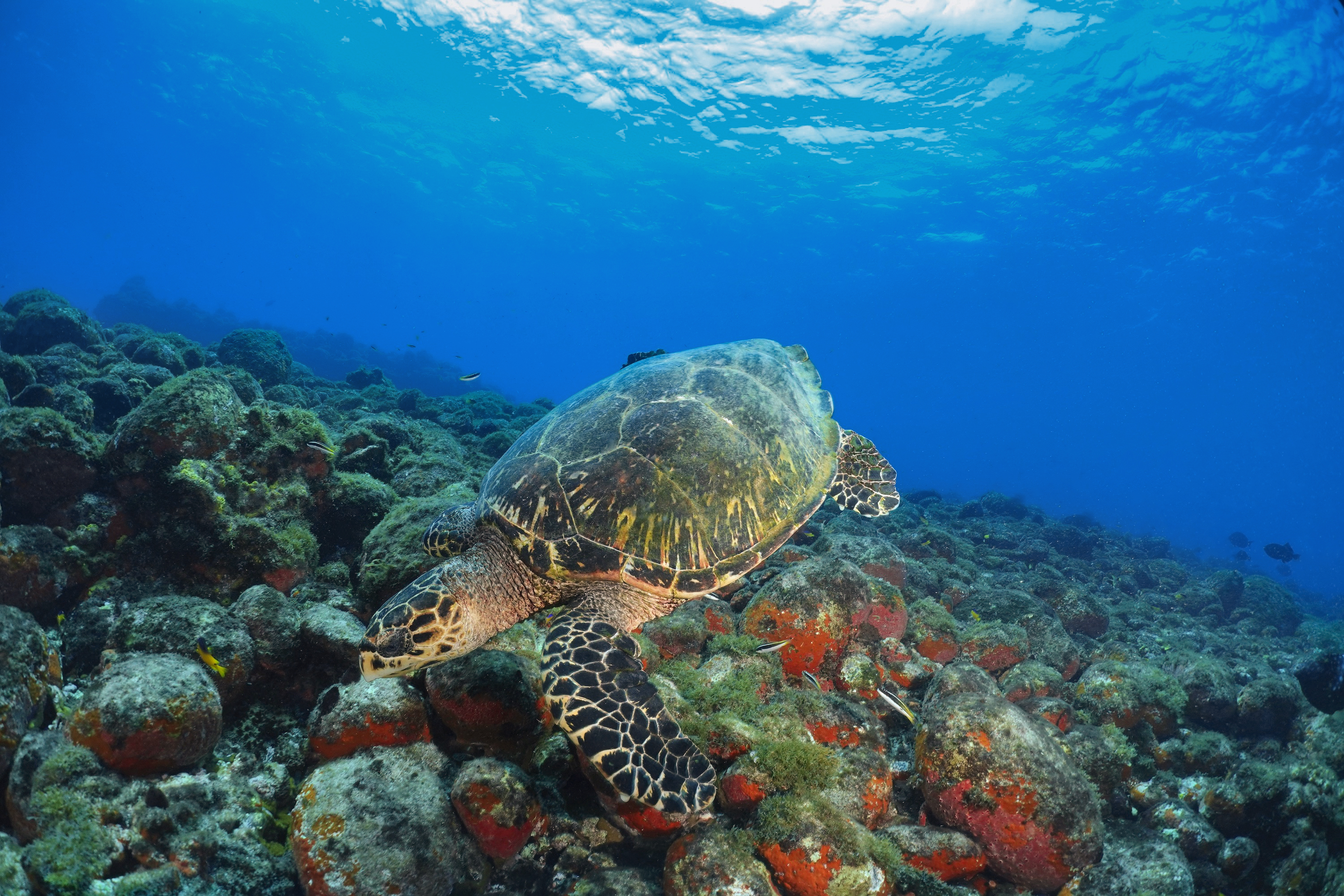 Hawksbill sea turtle grazing at Cabritos a Canal. Photo by Pierre Constant
