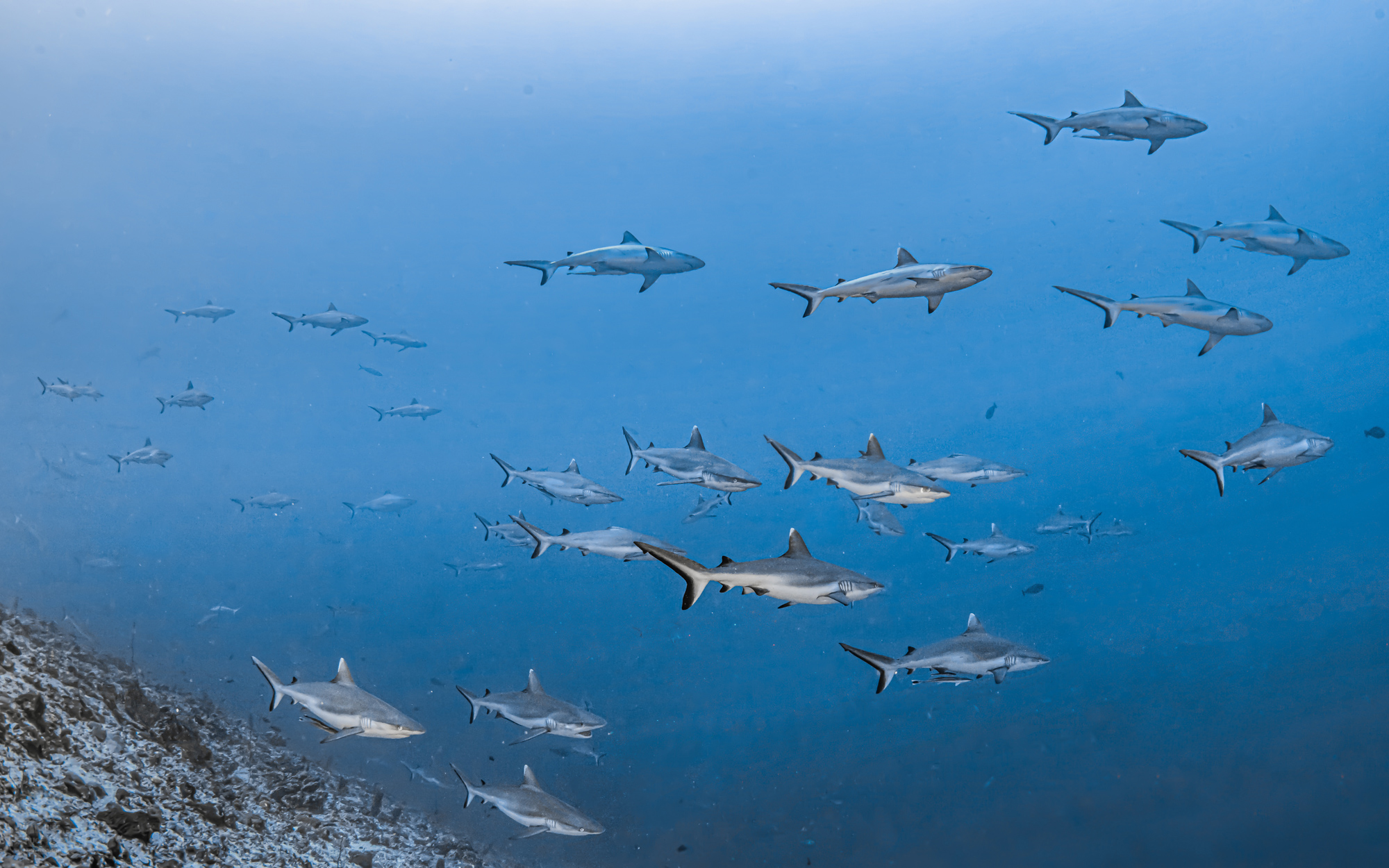 Wall of silvertip sharks at Gaafu. Photo by Rafa Fernande