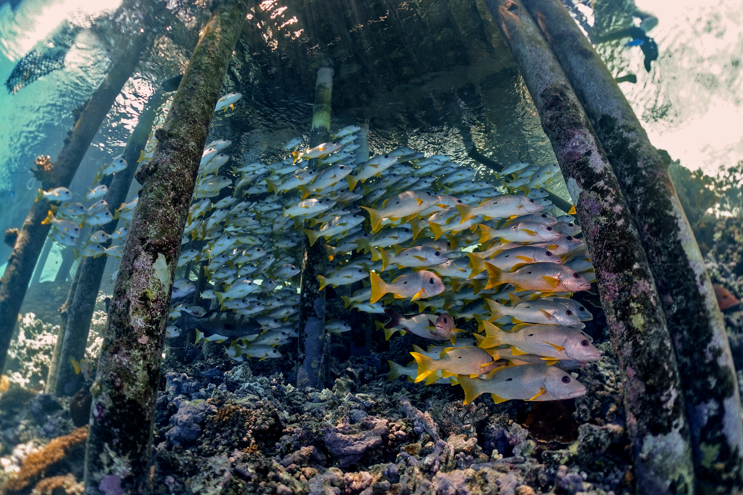 School of one-spot snappers under the pontoon at Tumakohua. Photo by Pierre Constant.