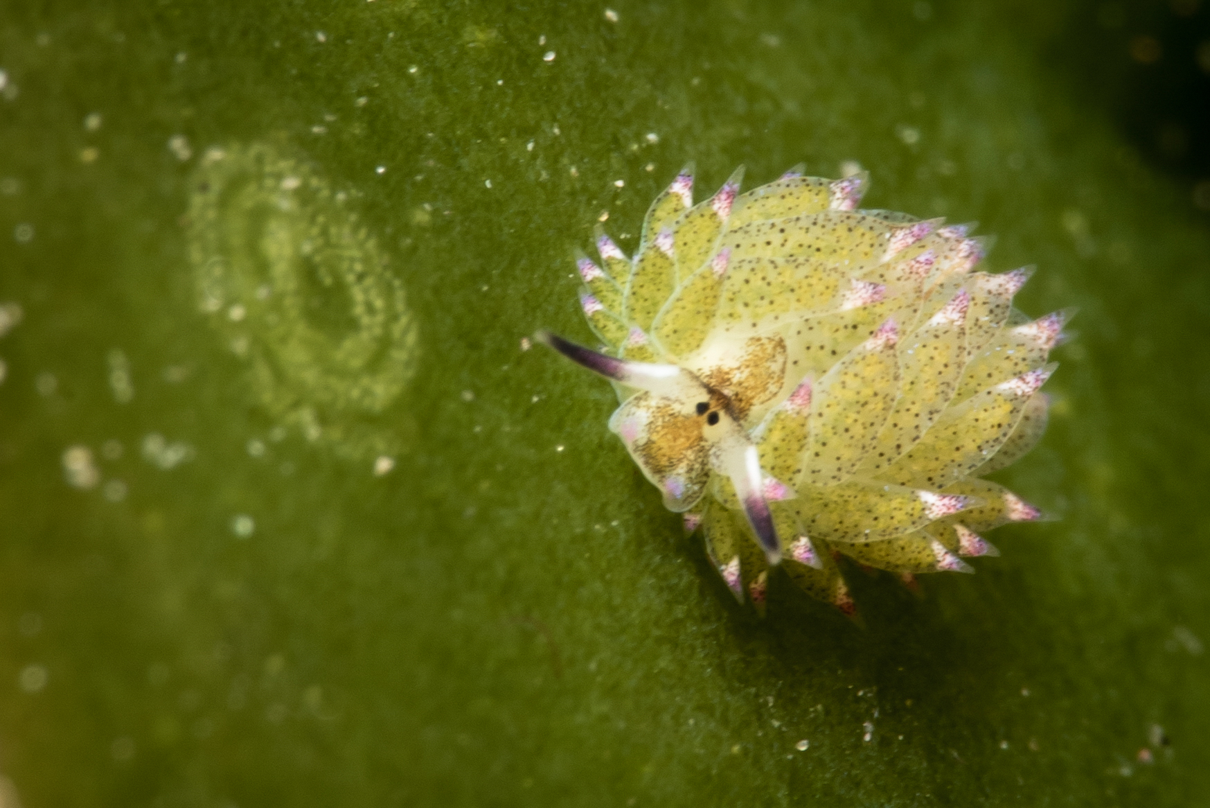 Costasiella sp. or Shaun the Sheep nudibranch with eggs, by Brandi Mueller