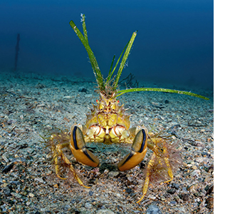 Decorator crab, Rapid Bay Jetty, South Australia. Photo by Don Silcock