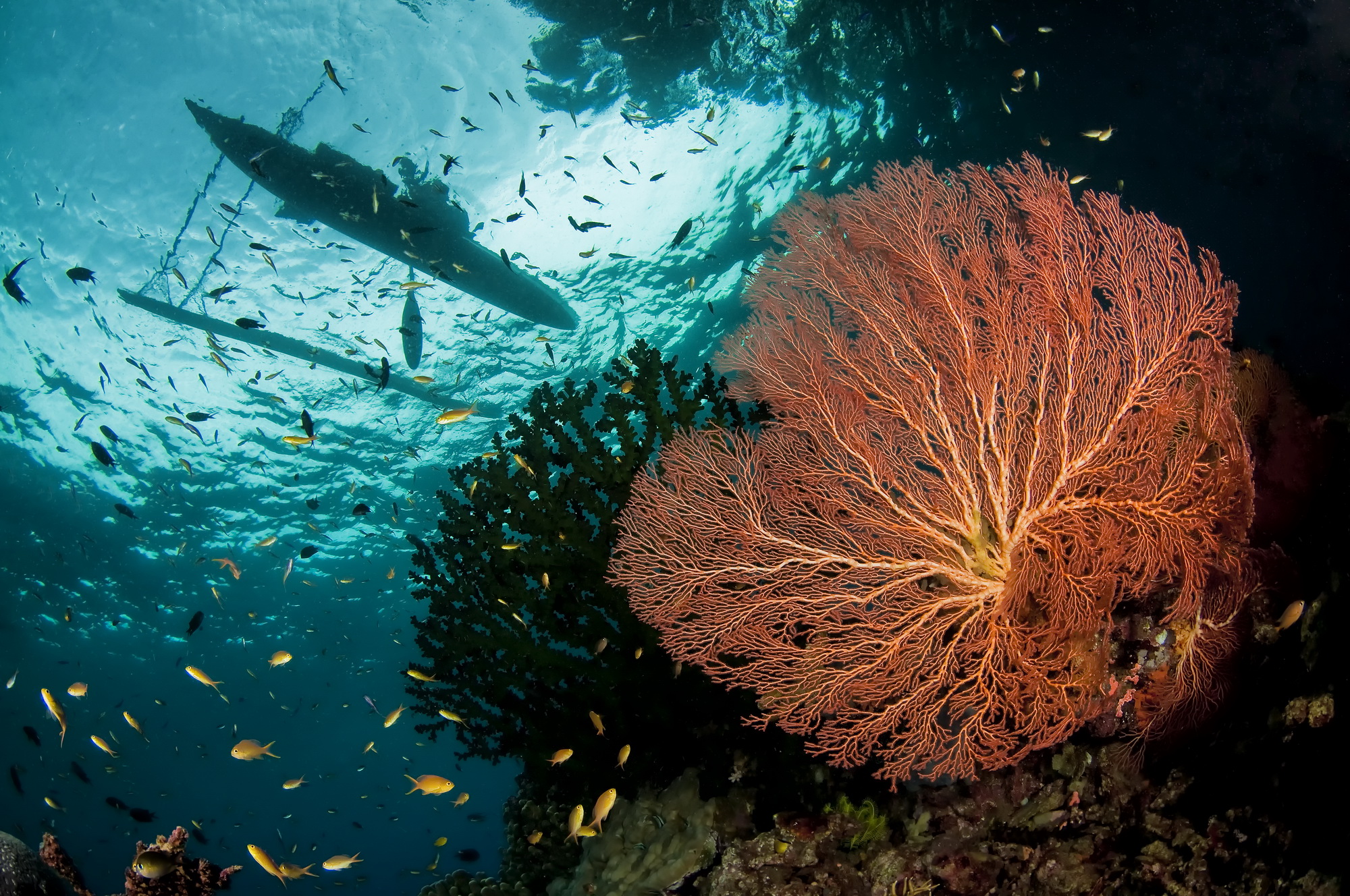 Deacons Reef, Papua New Guinea. Photo by Don Silcock