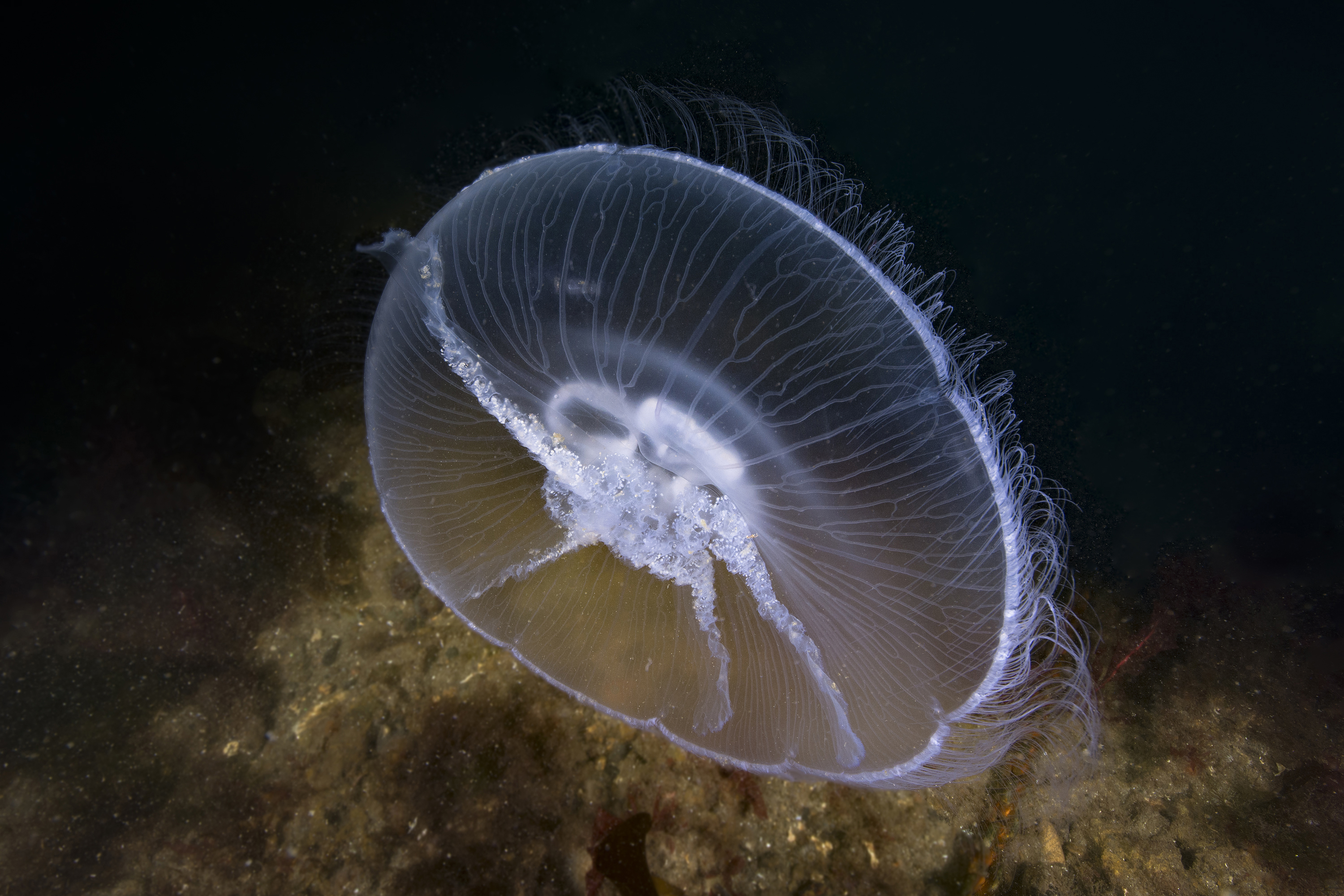 Moon jellyfish, Denmark. Photo by Scott Bennett