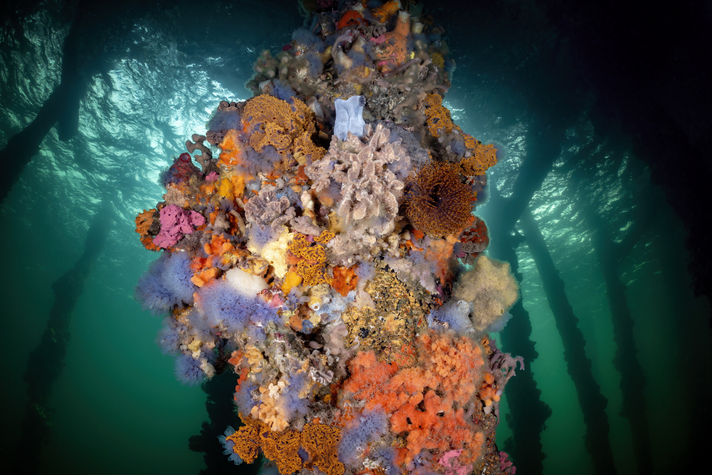Sponges, tunicates and invertebrate growth on pylon of Edithburgh Jetty. Photo by Don Silcock.