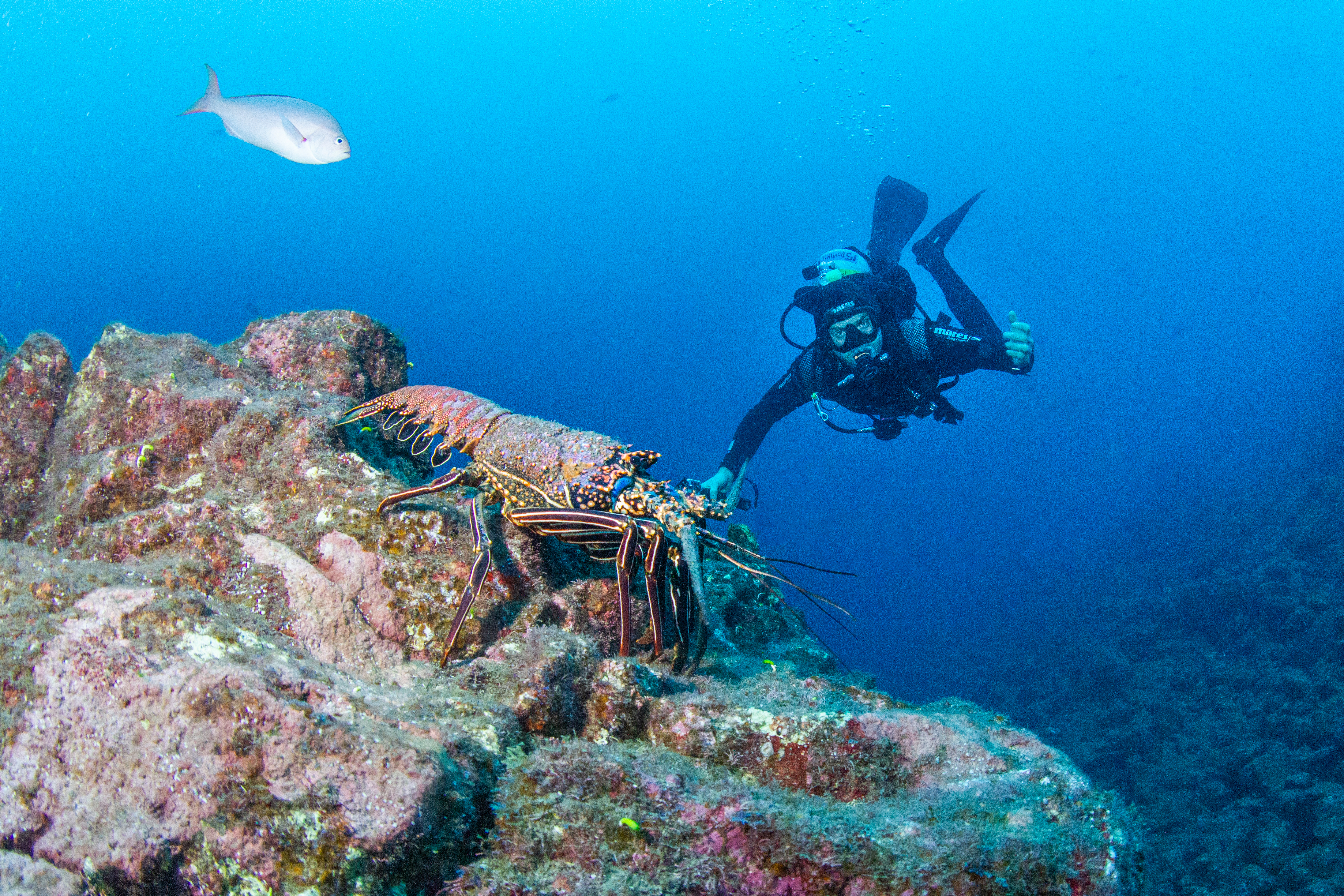 Lobster with diver, El Canyon, San Benedictor. Photo by Kate Holt
