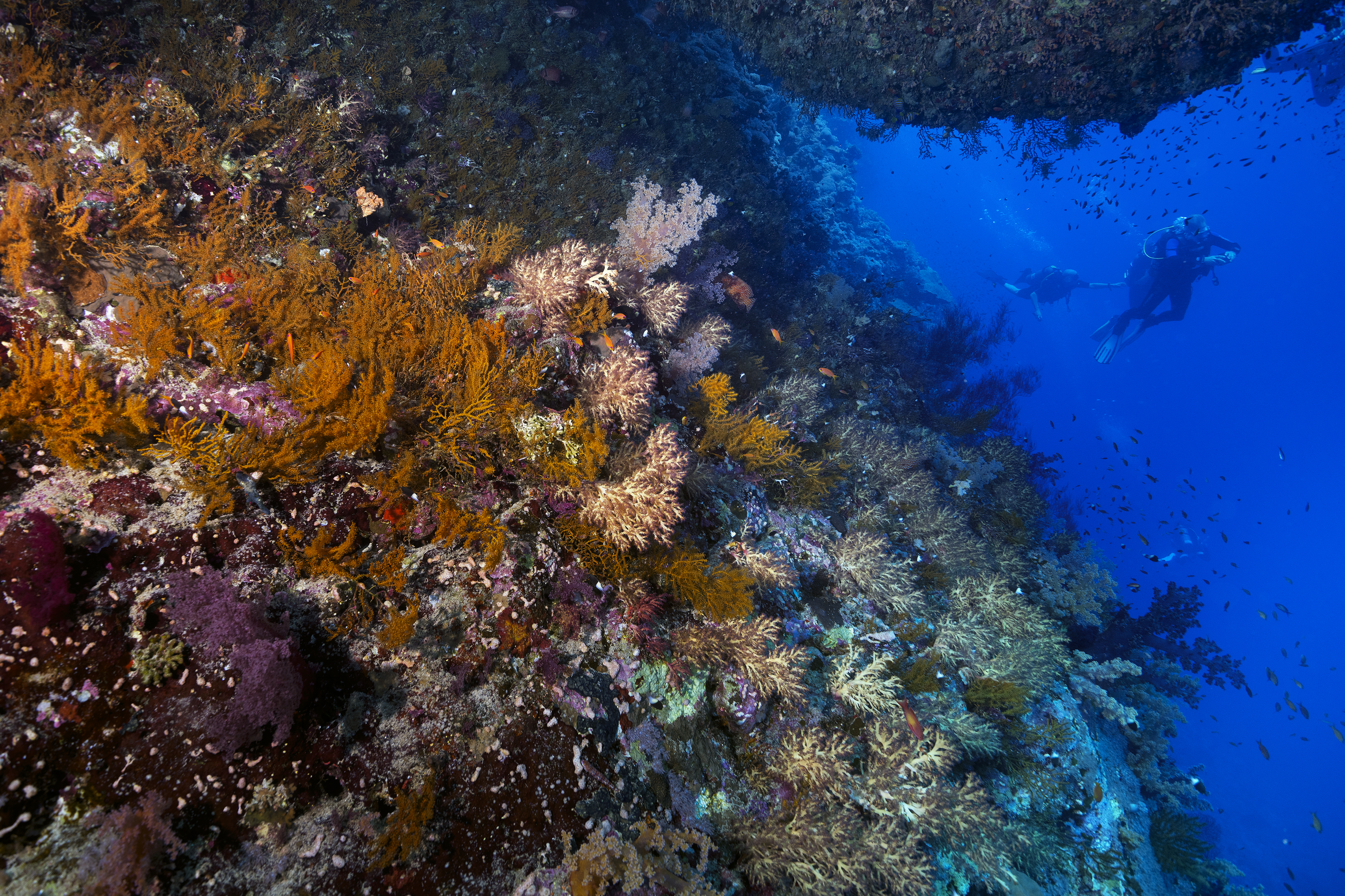 Elphinstone Reef, Red Sea, Egypt. Photo by Scott Bennett