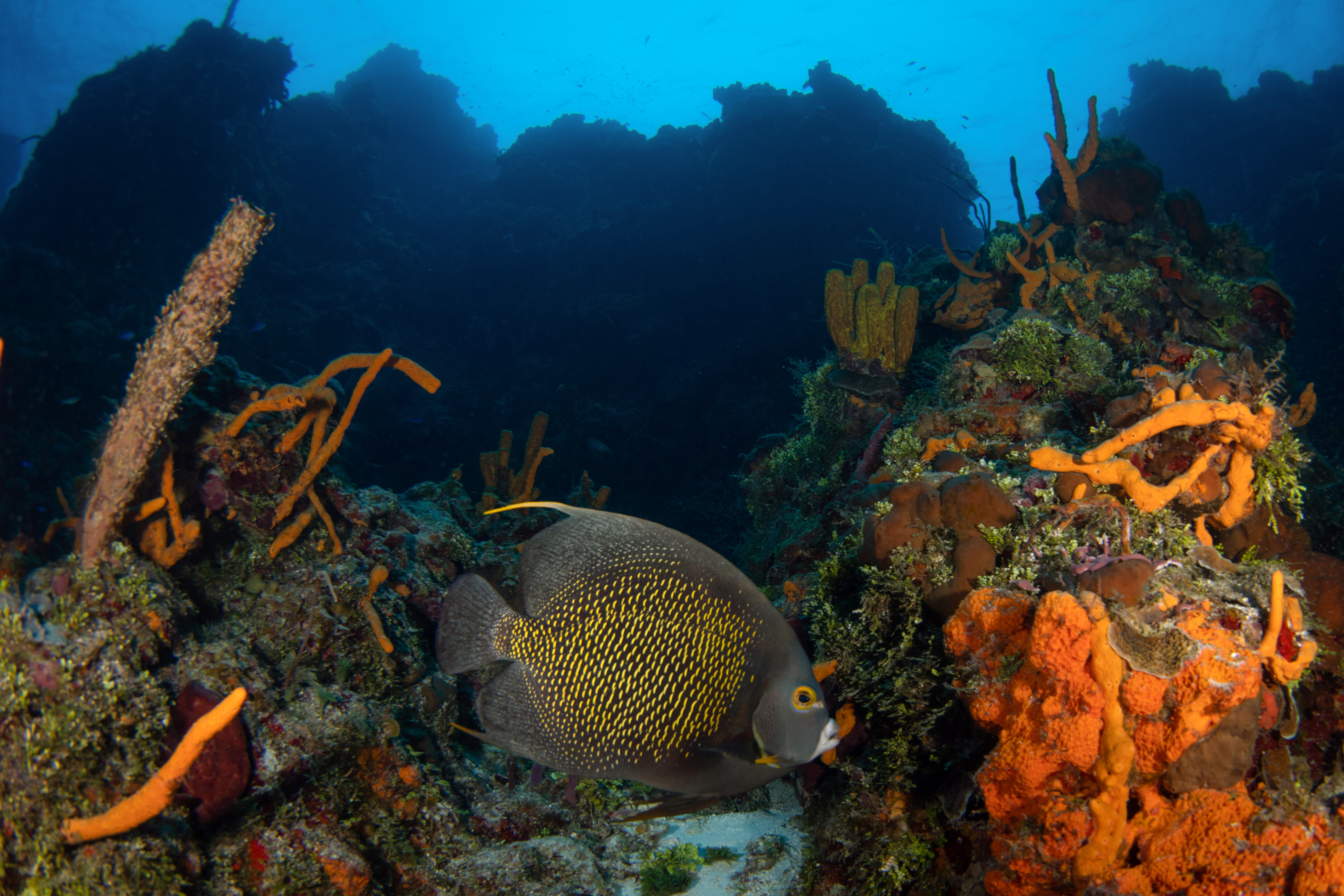 French angelfish among sponges. Photo by Brandi Mueller
