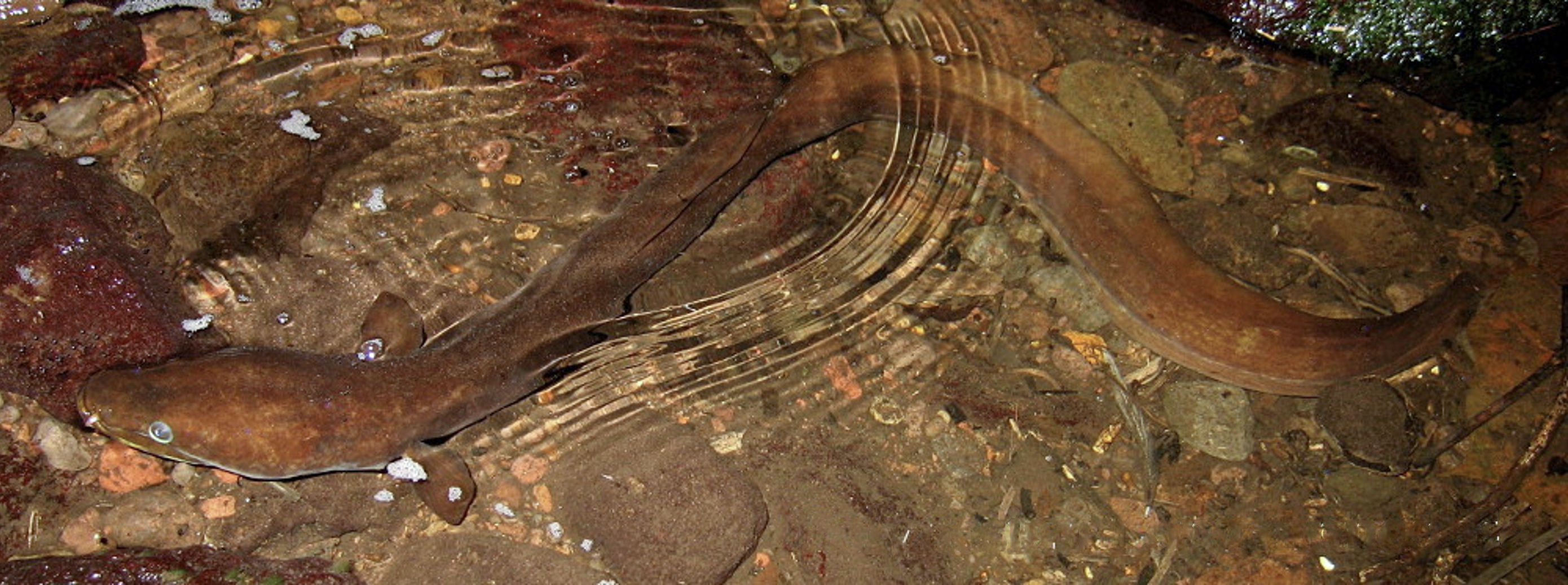 Polynesian long-finned eel, Tahiti, French Polynesia. Photo by Ila France Porcher.