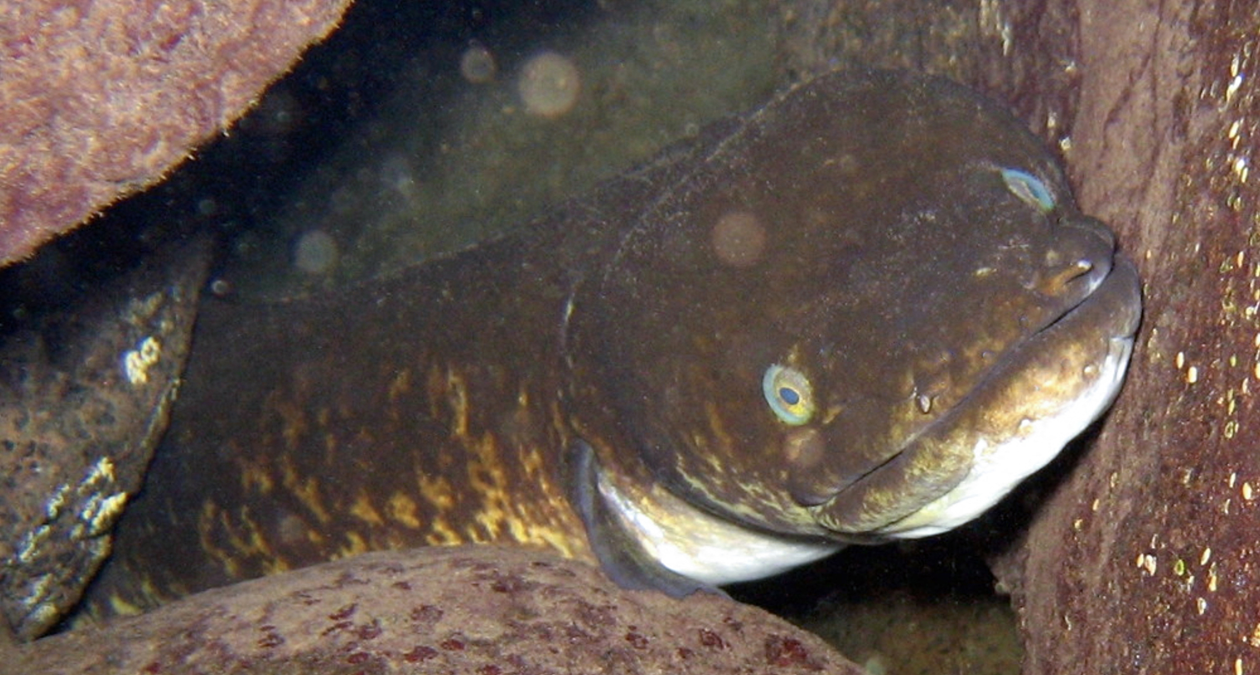 Giant marbled eel, Tahiti, French Polynesia. Photo by Ila France Porcher.