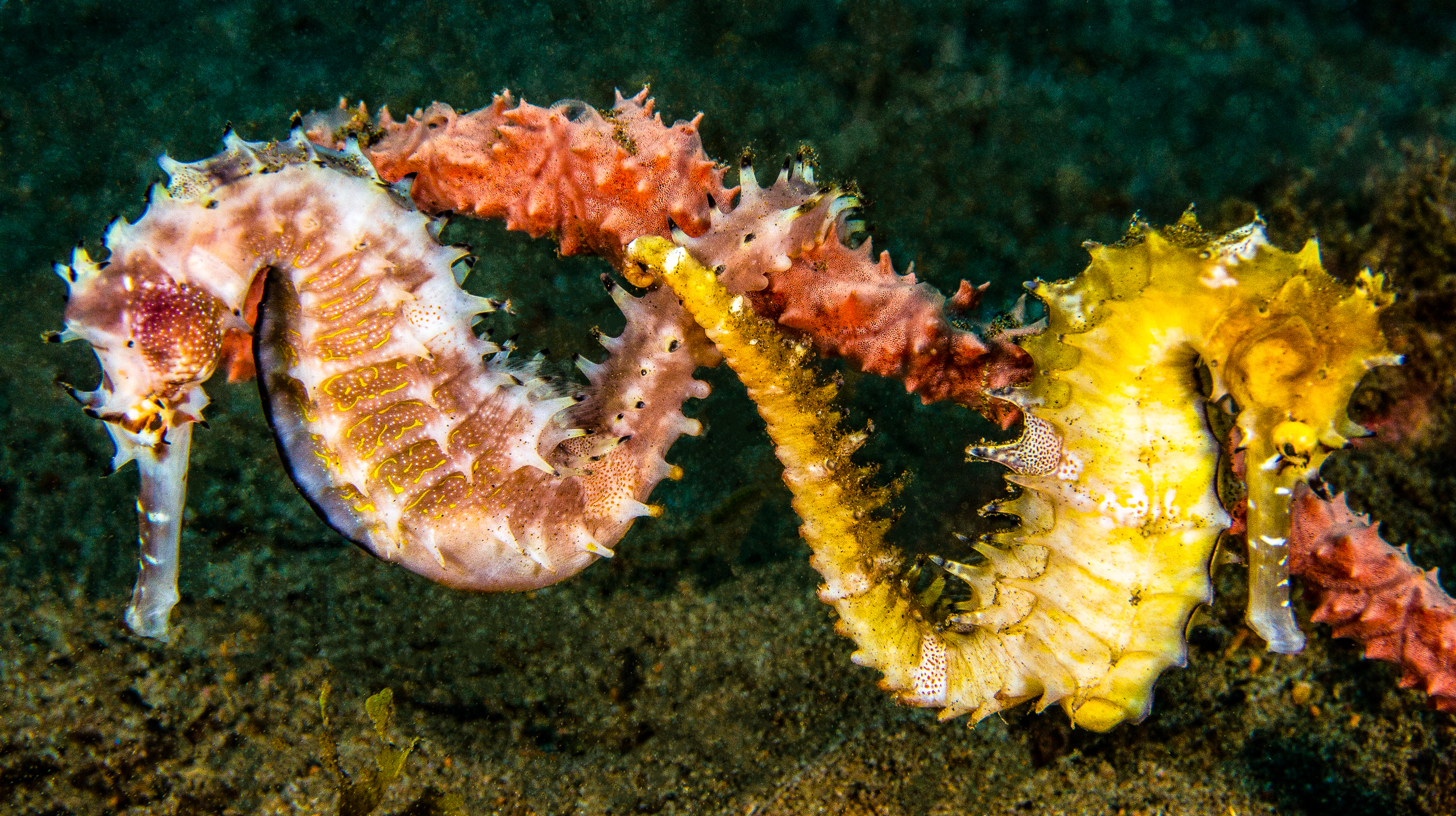 Seahorses, Dumaguete, Philippines. Photo by Anita George-Ares