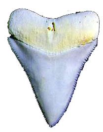 Great White Shark tooth