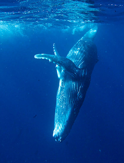 Humpback whale. Photo by Bret Gilliam