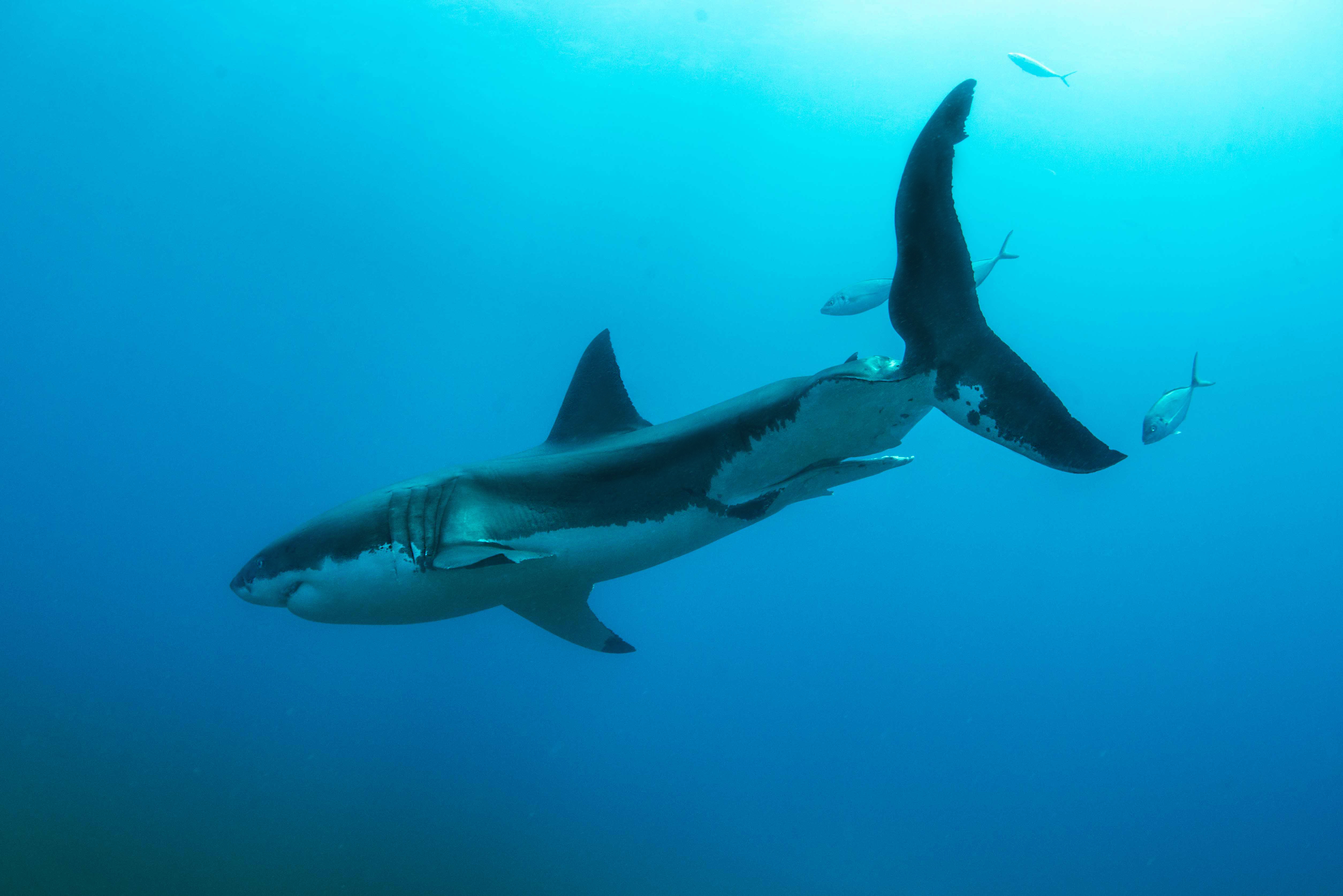 The great white shark individual known as Imax. Photo by Andrew Fox