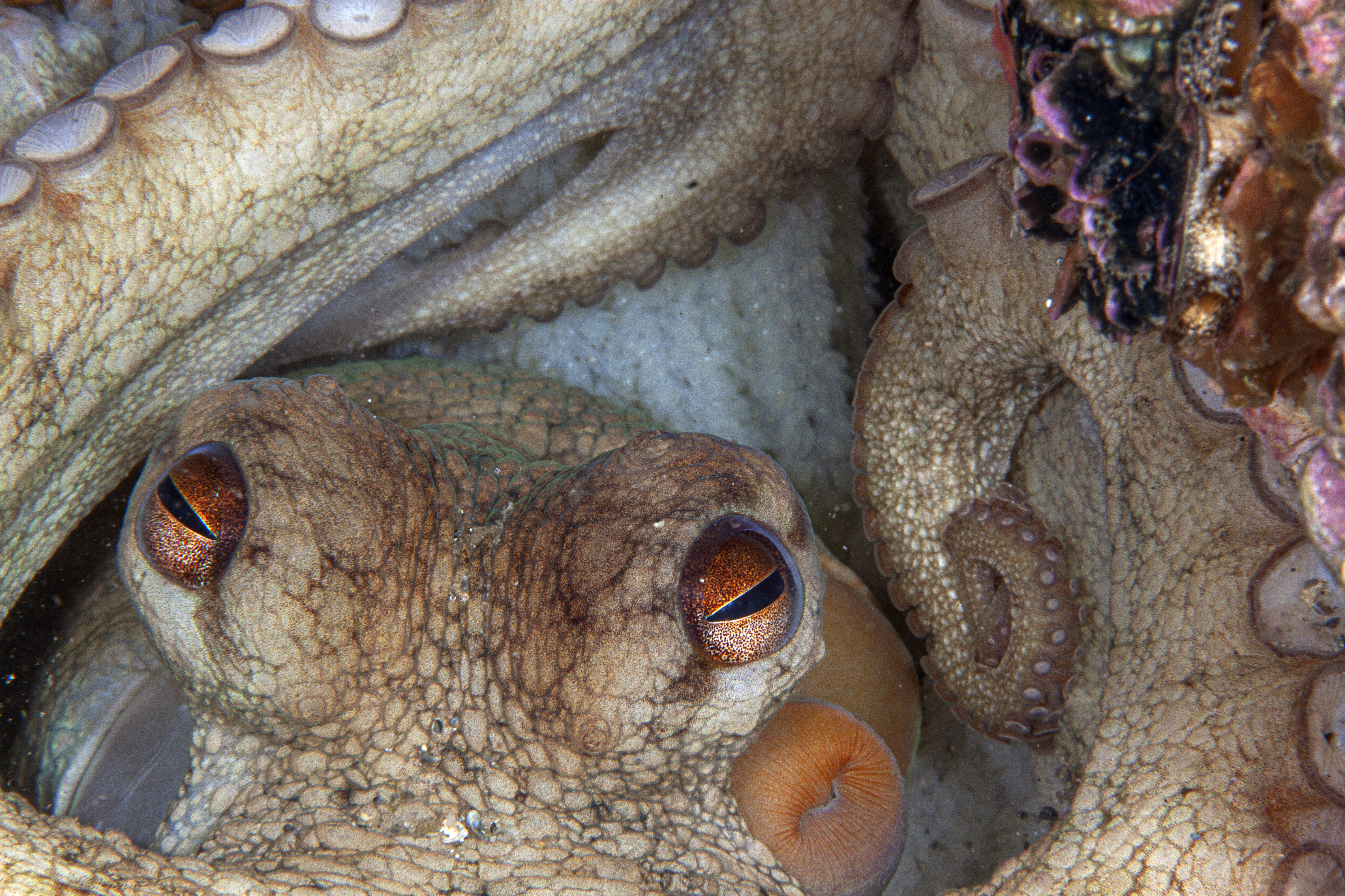 Octopus, Blue Heron Bridge, Florida. Photo by Lureen Ferretti