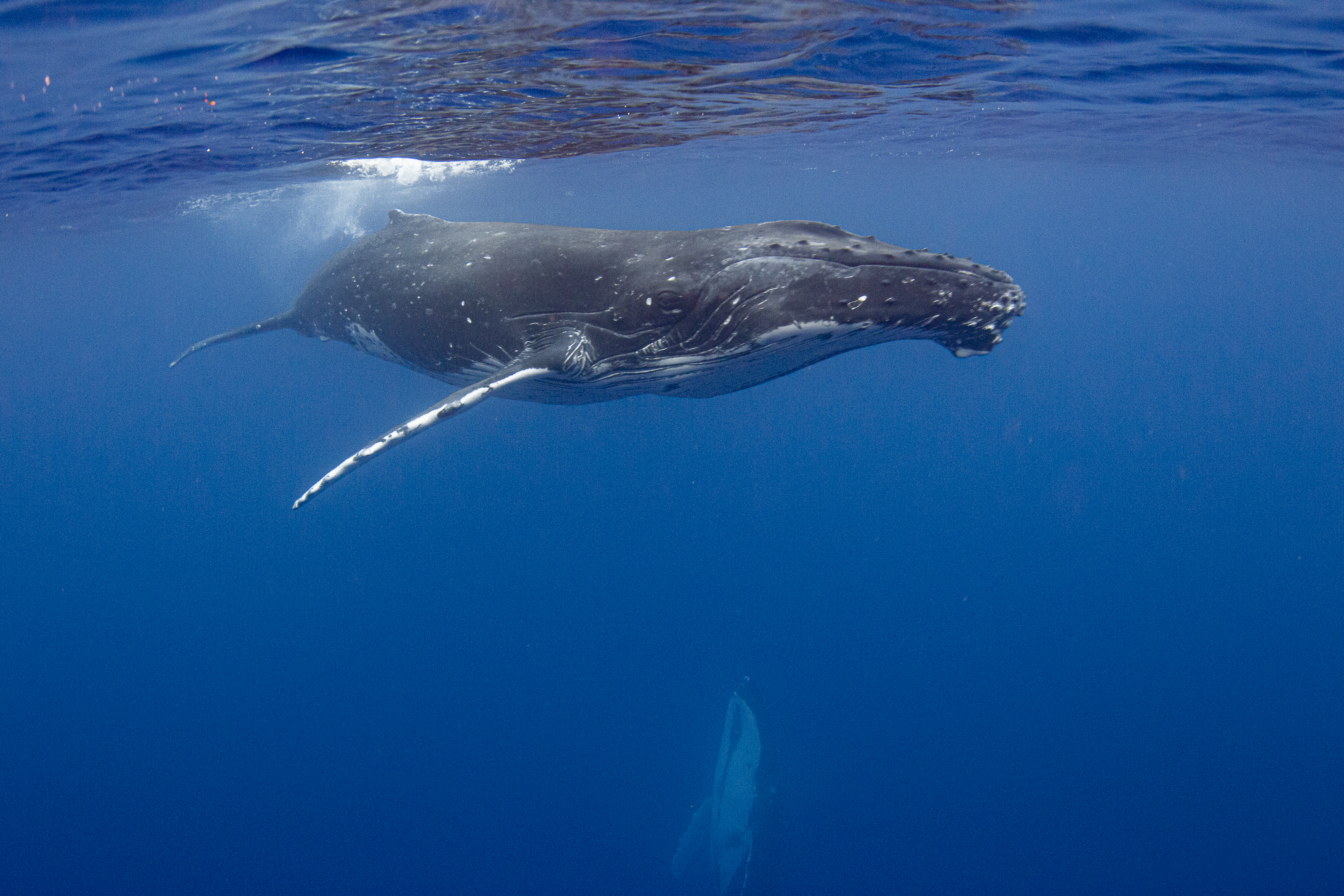 Humpback whale in French Polynesia, by Lureen Ferretti