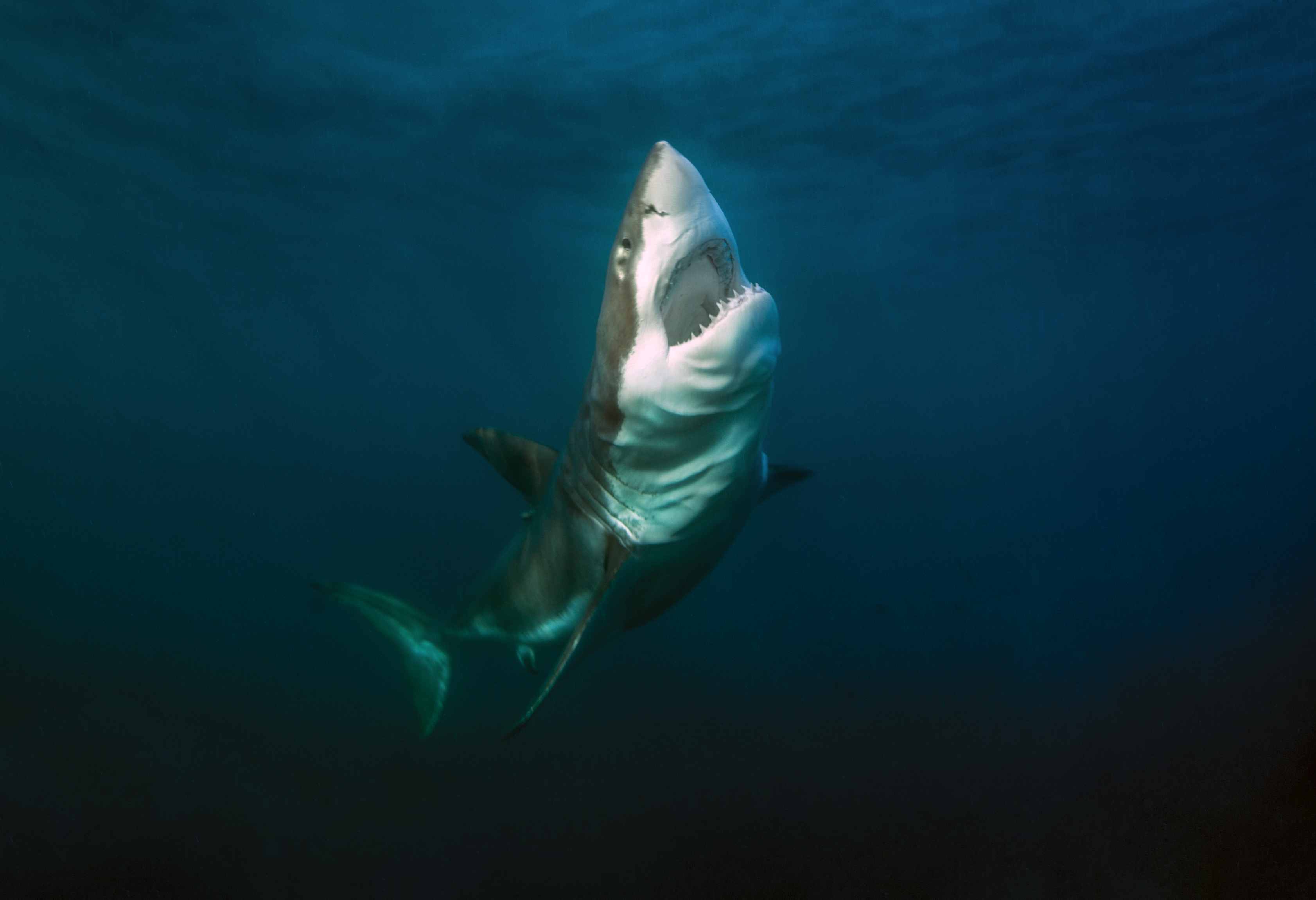 The great white shark individual known as Mrs Moo. Photo by Andrew Fox
