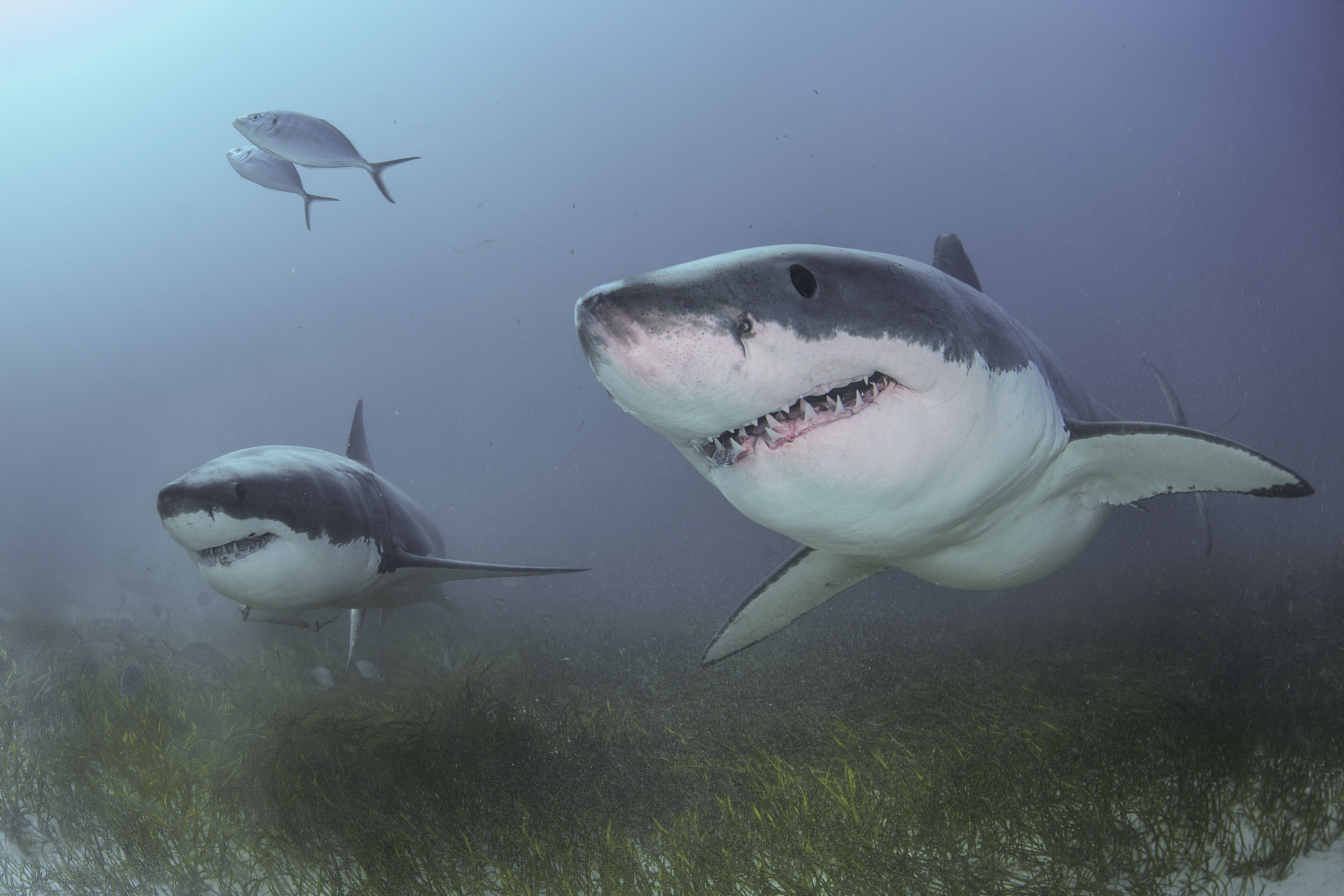 View of great white sharks from the Rodney Fox’s ocean-floor cage. Photo by Andrew Fox