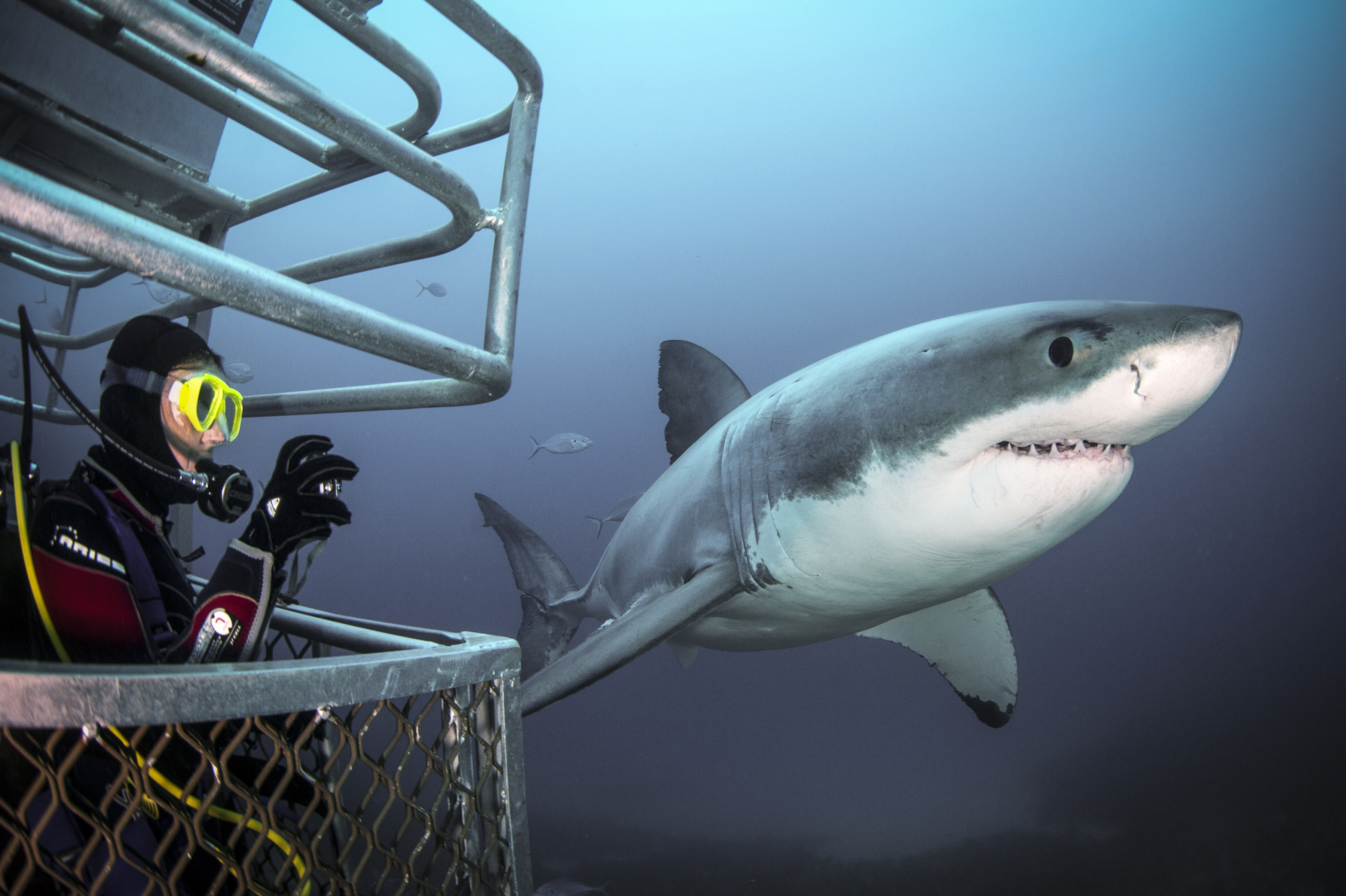 Diver in the Rodney Fox vessel's ocean-floor cage with great white shark. Photo courtesy of Andrew Fox