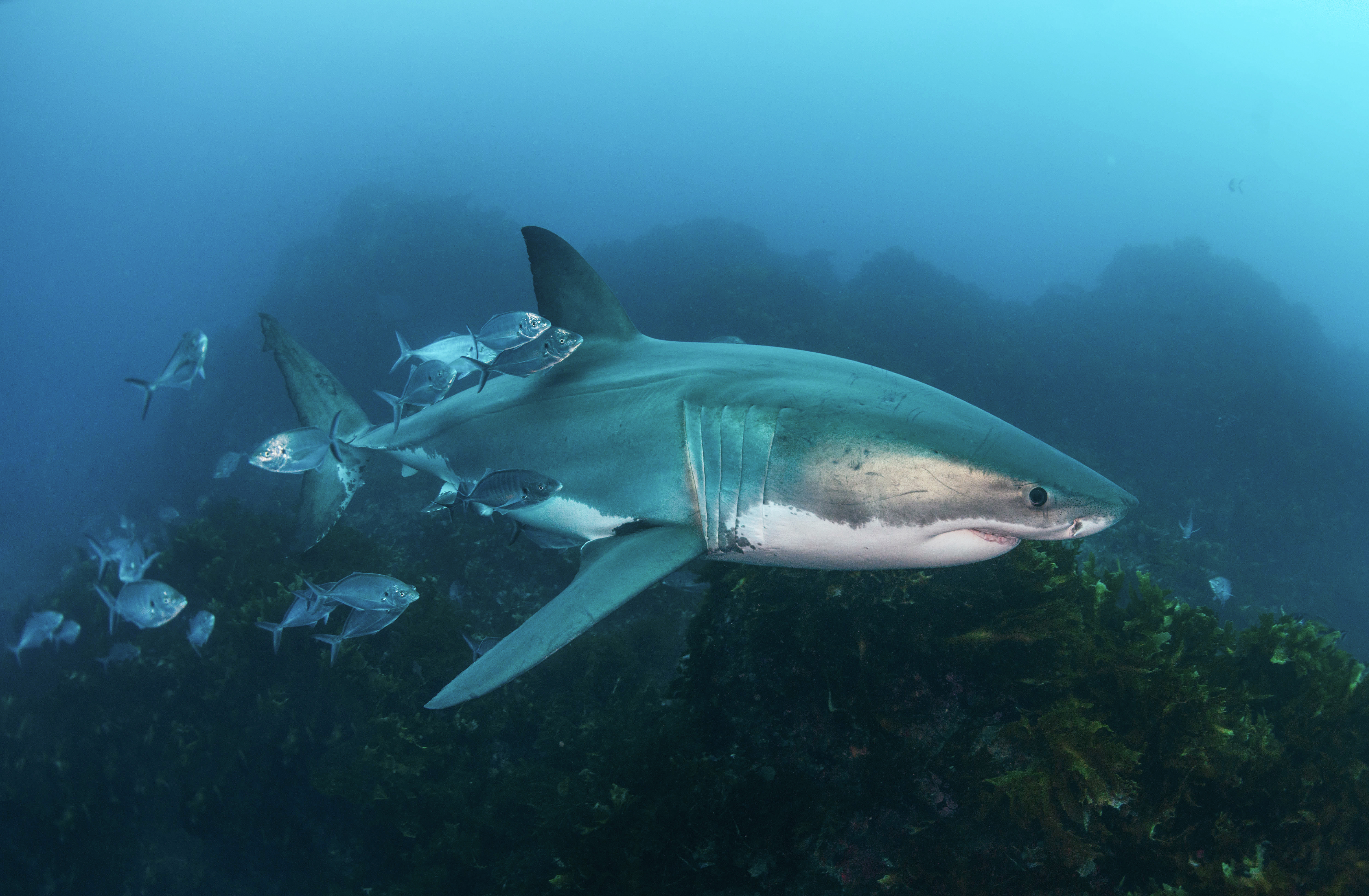 View of great white shark from the Rodney Fox’s ocean-floor cage. Photo by Andrew Fox