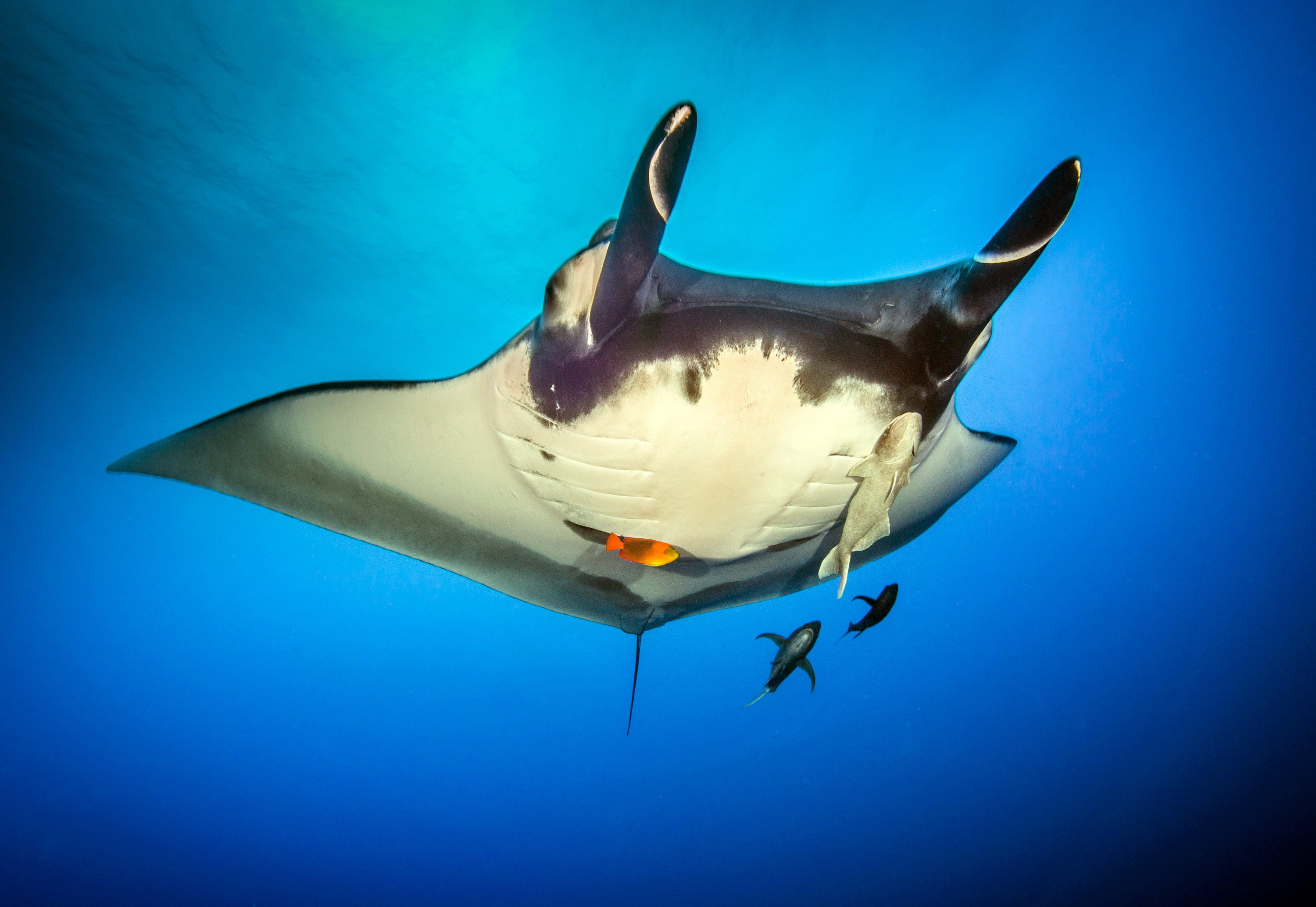 Manta ray, Revillagigedo Islands, Mexico. Photo by Olga Torrey
