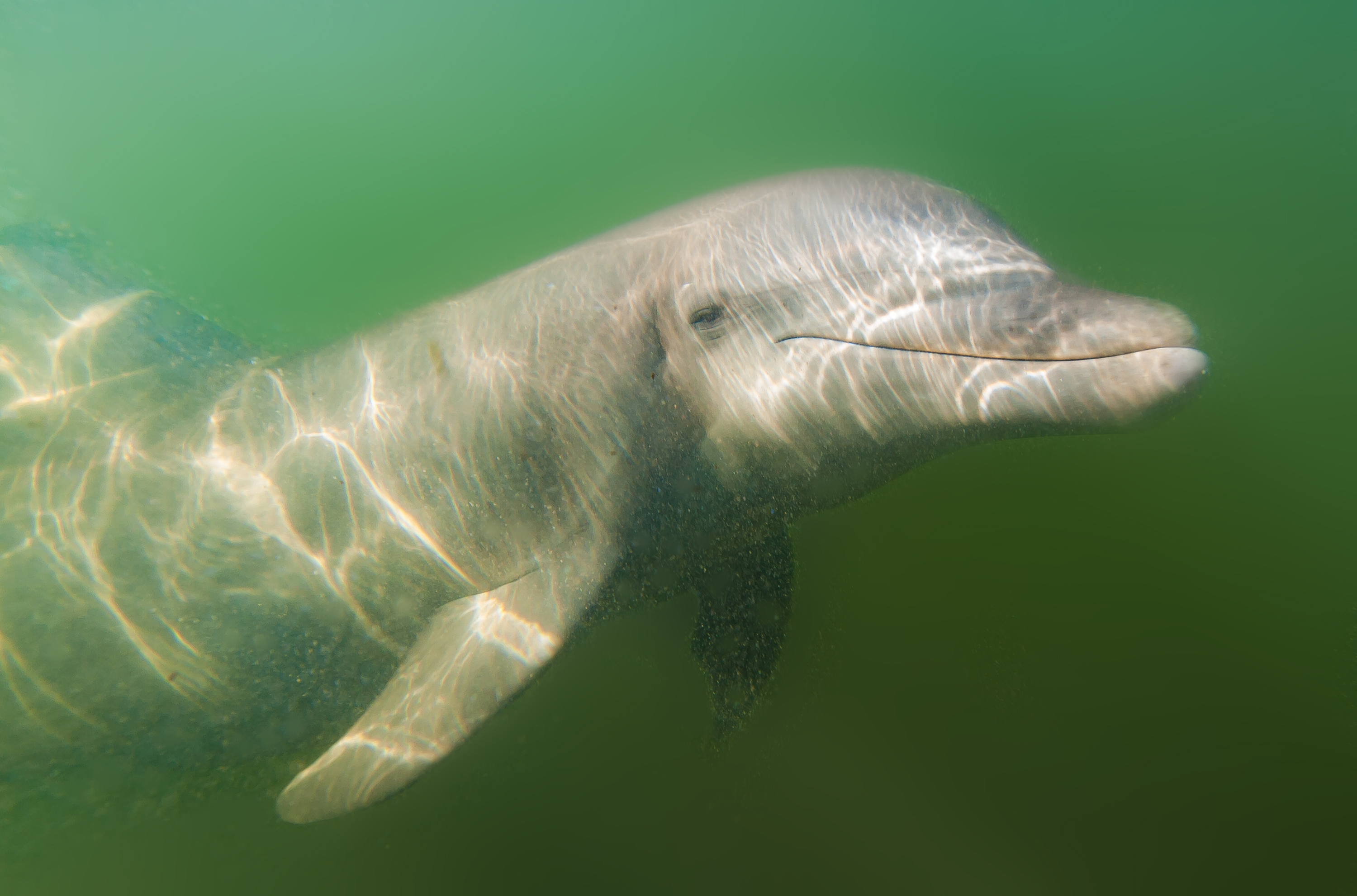 Bottlenose dolphin, by Larry Cohen