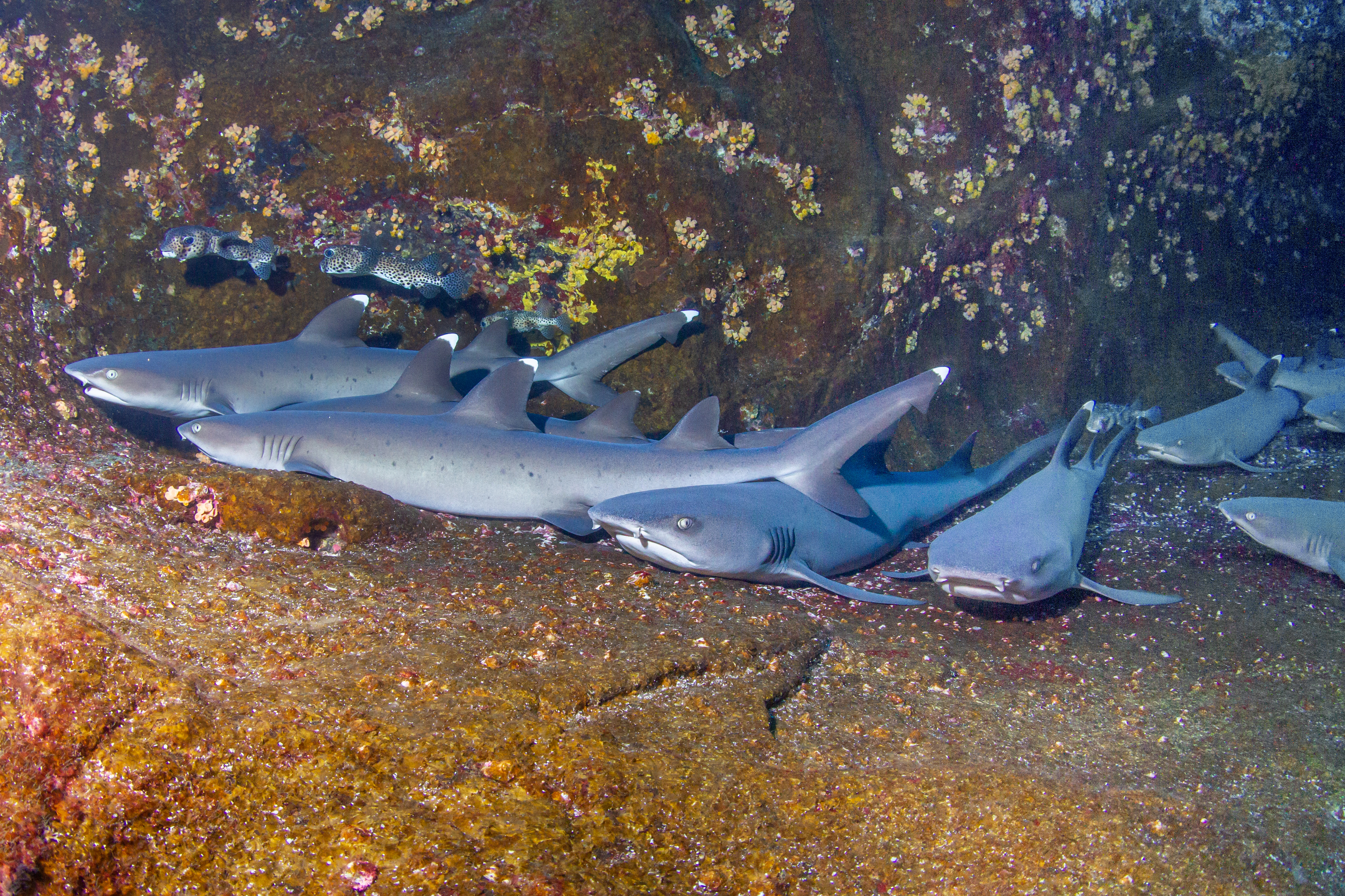 Whitetip reef sharks shelter from current, Roca Partida. Photo by Kate Holt