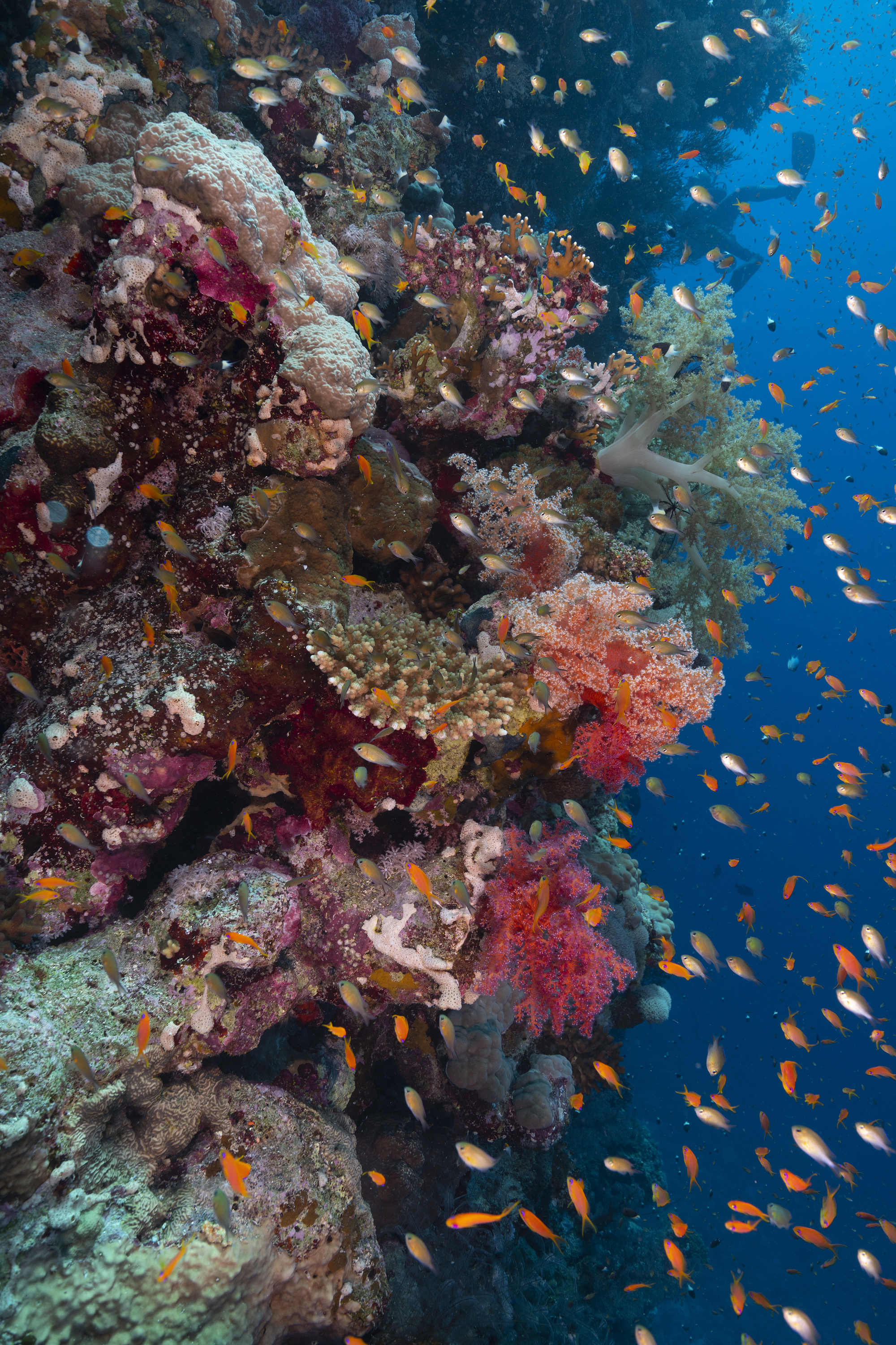 Reef wall at Rocky Island. Photo by Scott Bennett