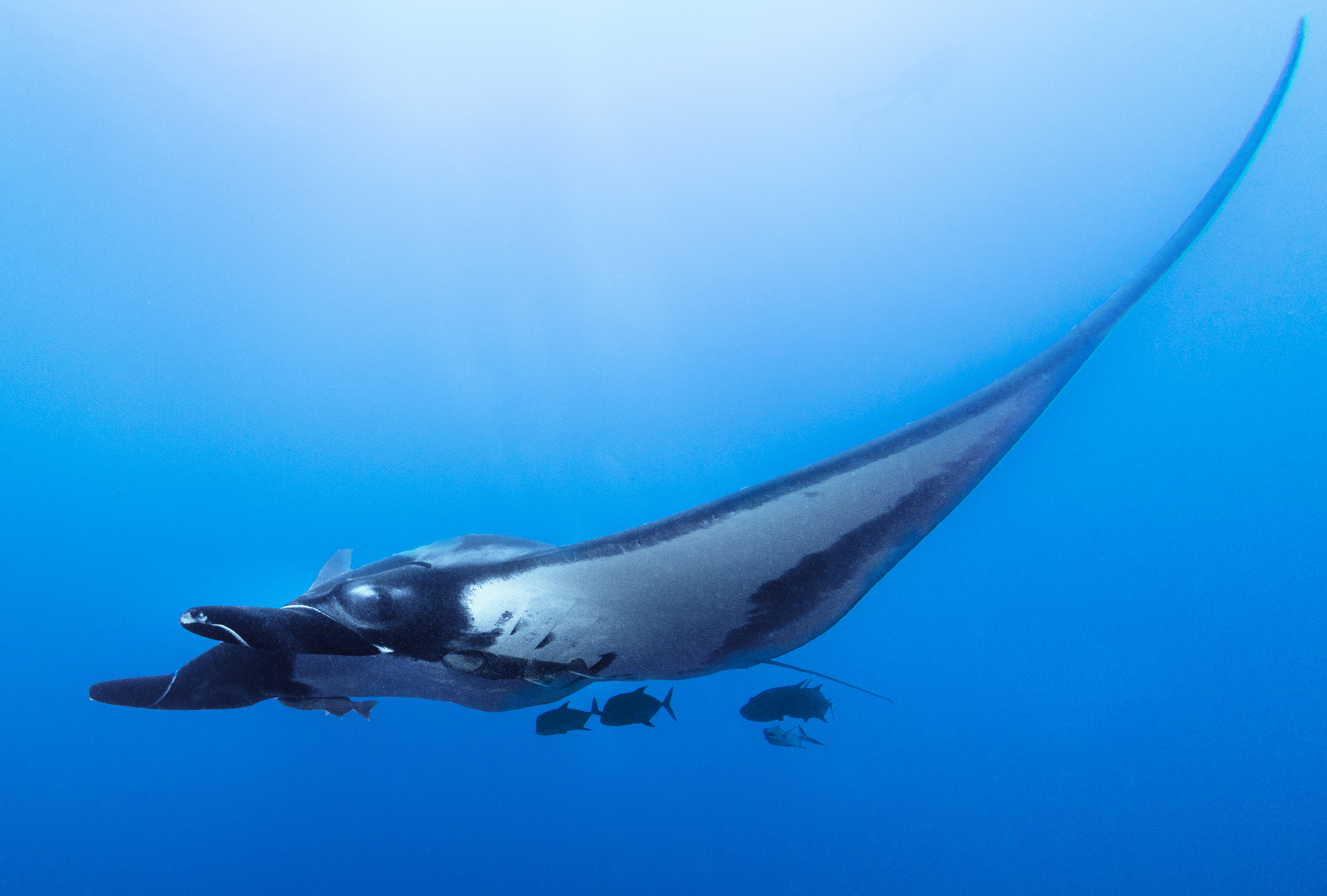 Oceanic manta ray at San Benedicto Island. Photo by Kate Holt