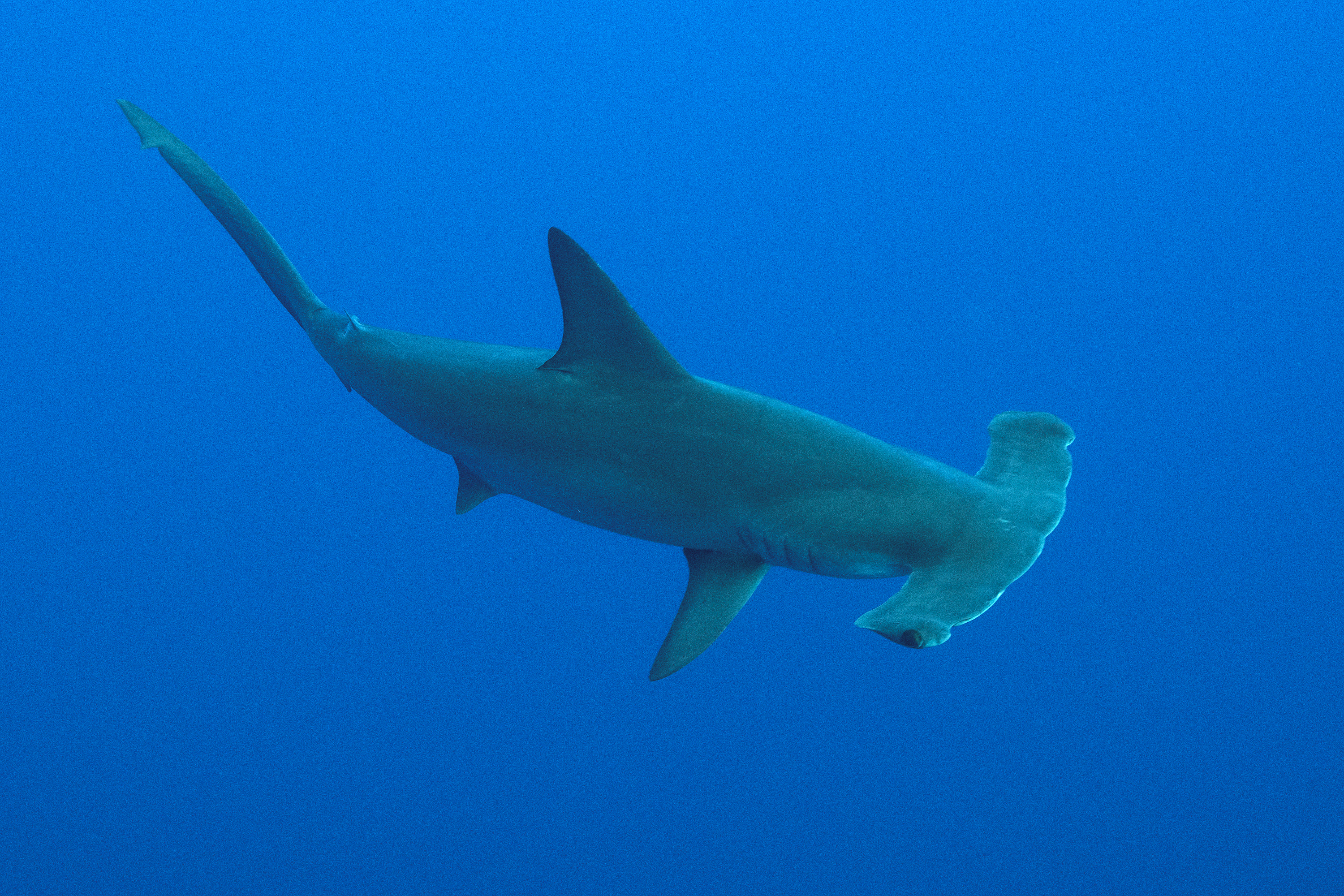 Scalloped hammerhead shark at Daedalus Lighthouse. Photo by Scott Bennett