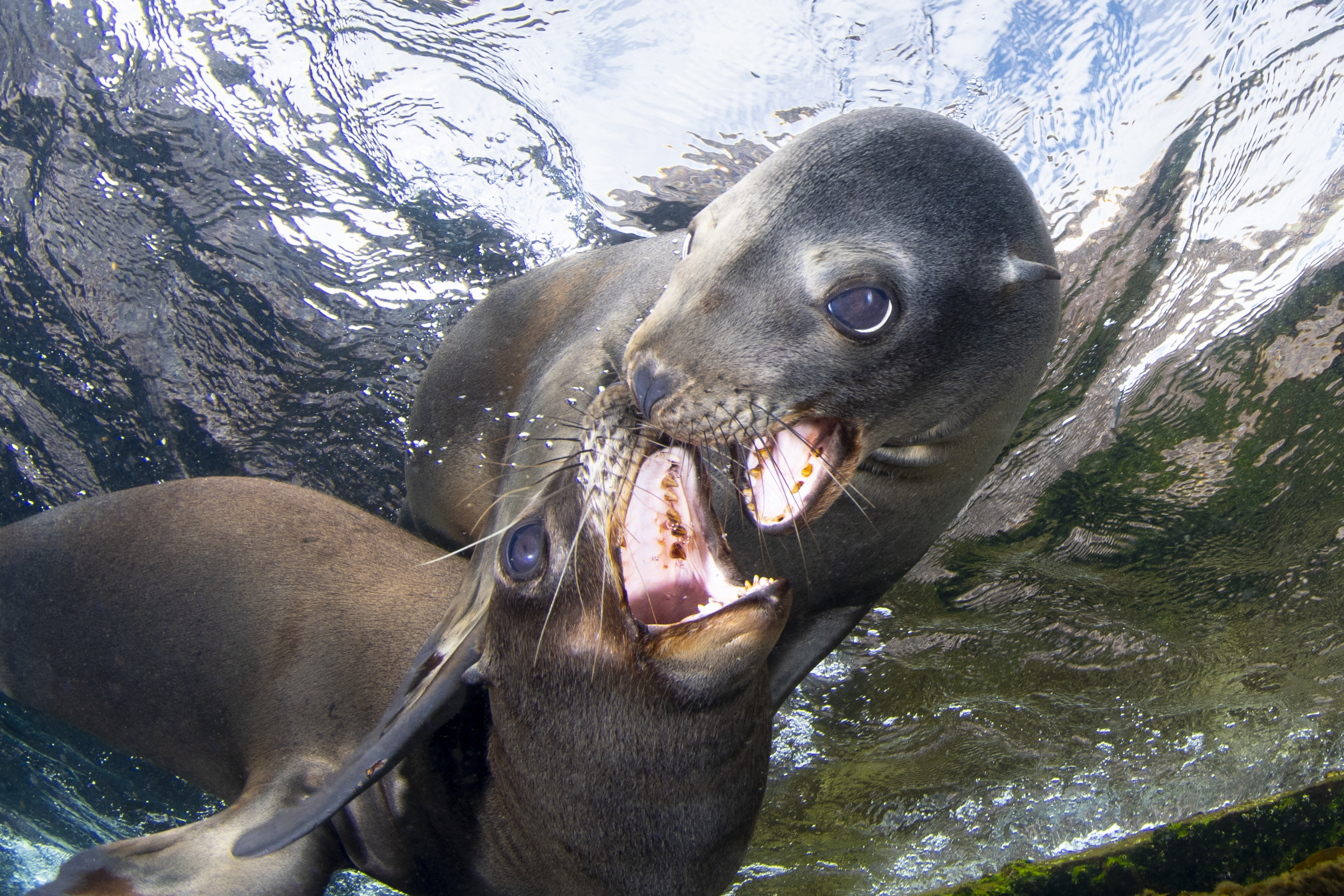 Sea lions, Coronado Islands, Mexico. Photo by Celia Kujala