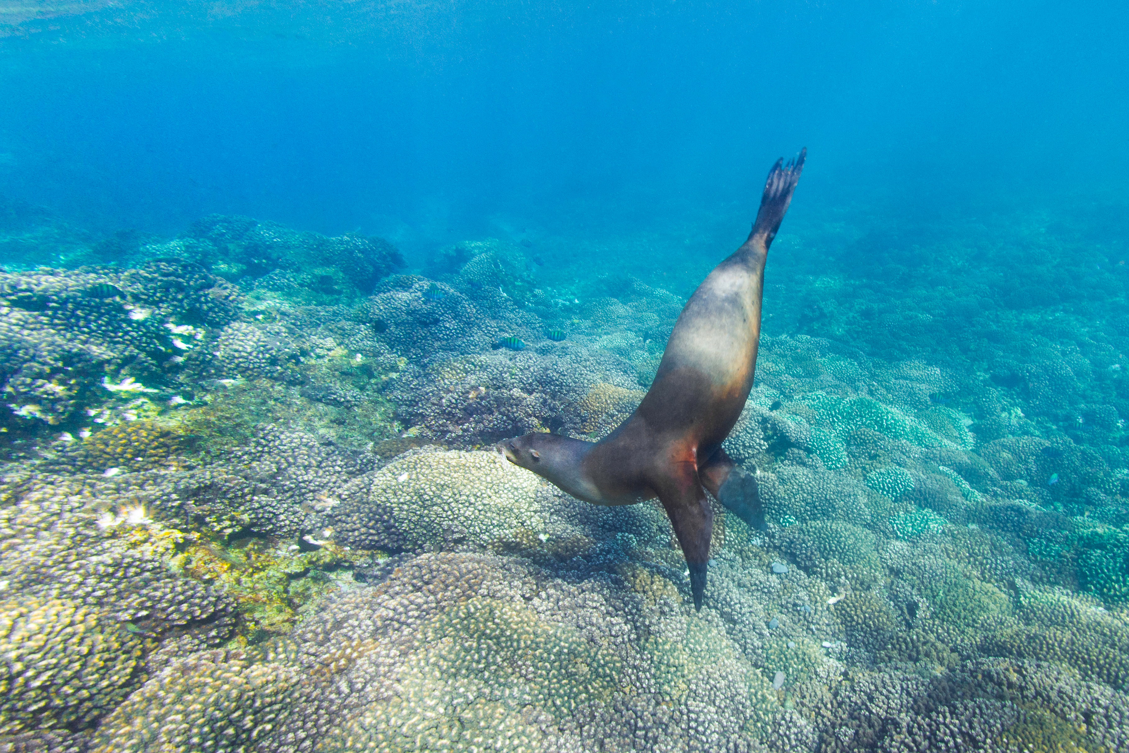 Sea lion at Cabo San Lucas, Mexico, by Kate Holt