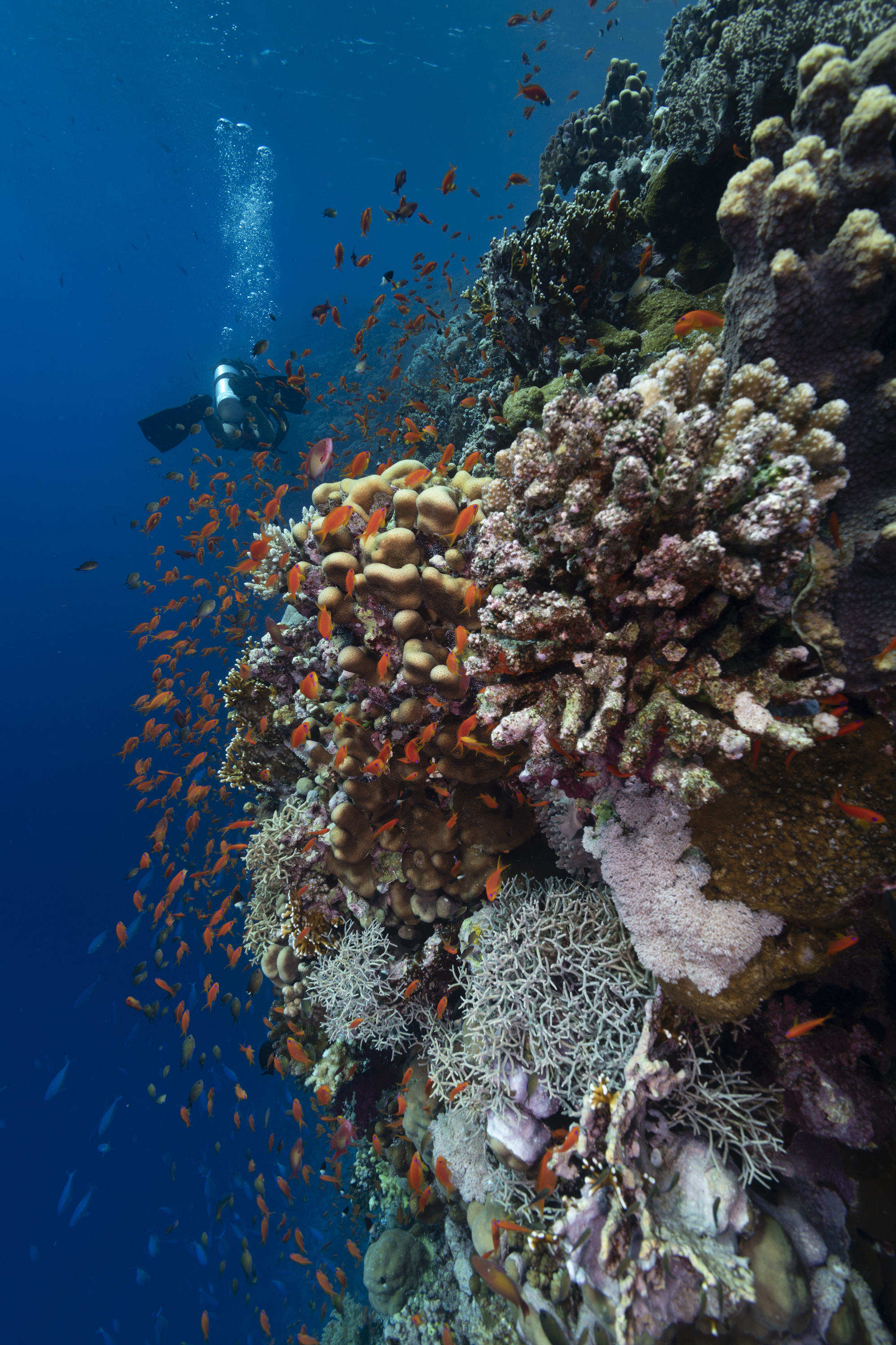 Shaab Maksour Reef, Fury Shoals, Red Sea, Egypt. Photo by Scott Bennett