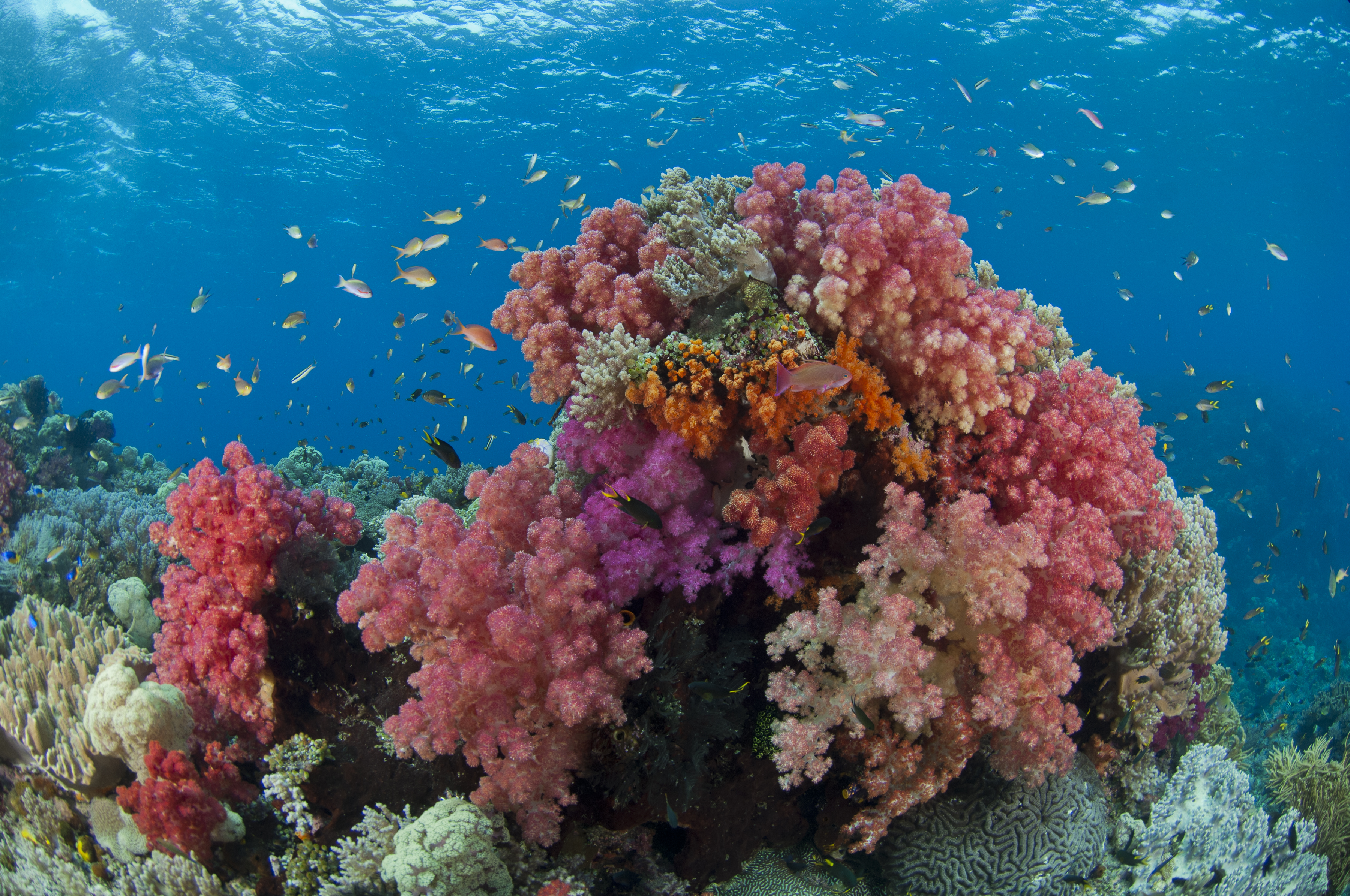 Soft corals on a bustling reef in West Papua, Indonesia. Photo by Dr Richard Smith