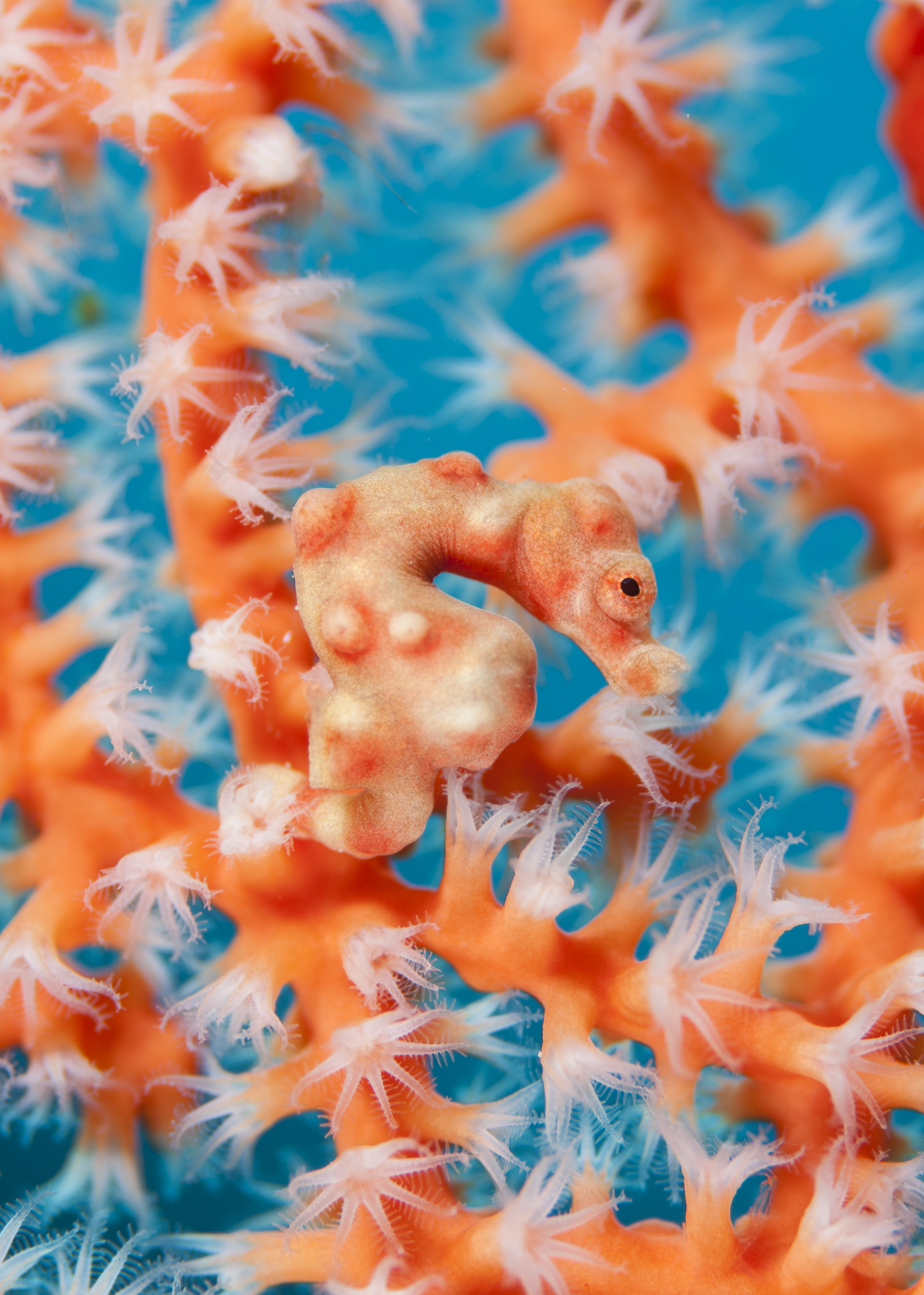 Denise’s pygmy seahorse on a gorgonian coral, Sulawesi, Indonesia. Photo by Dr Richard Smith